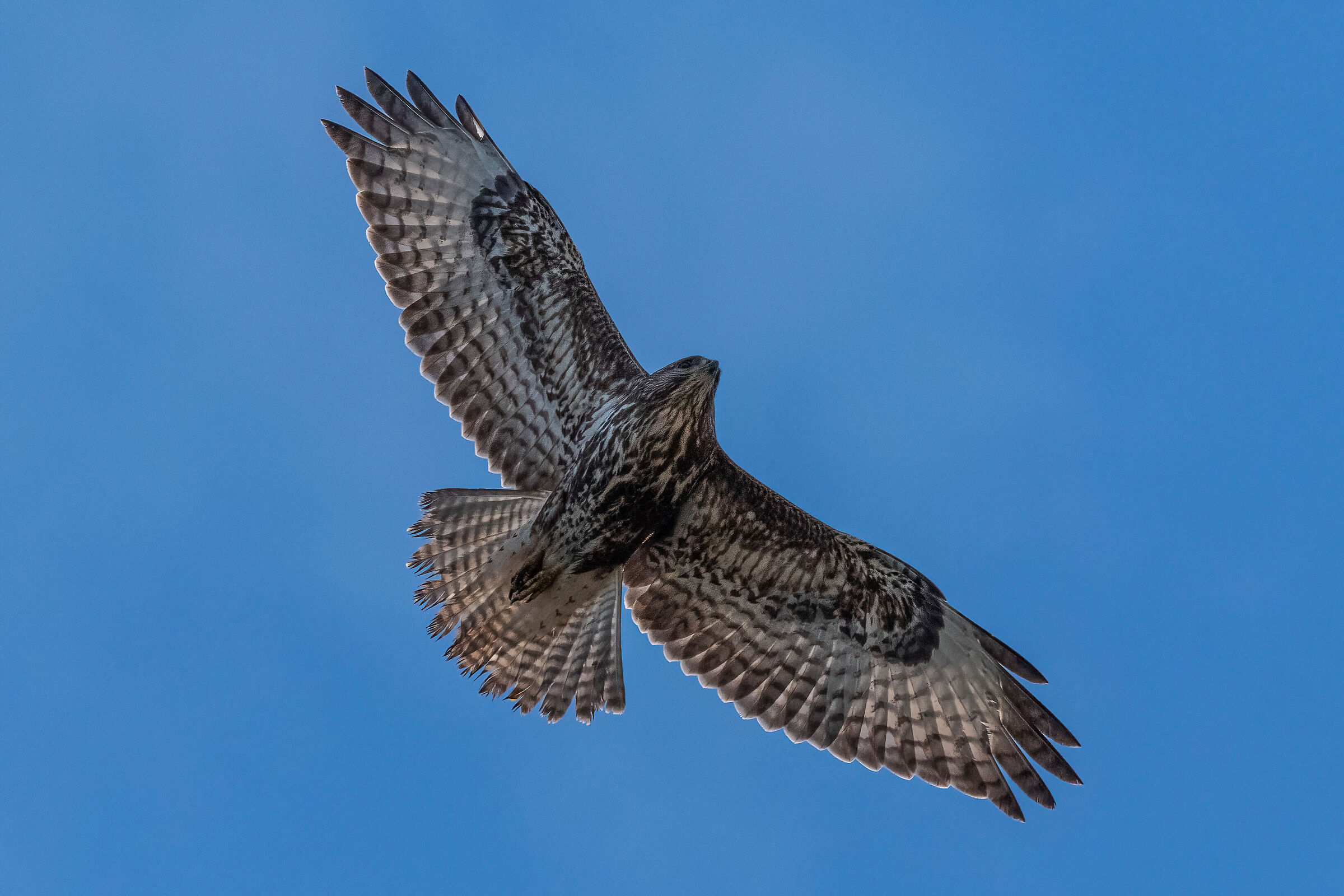 Buzzard