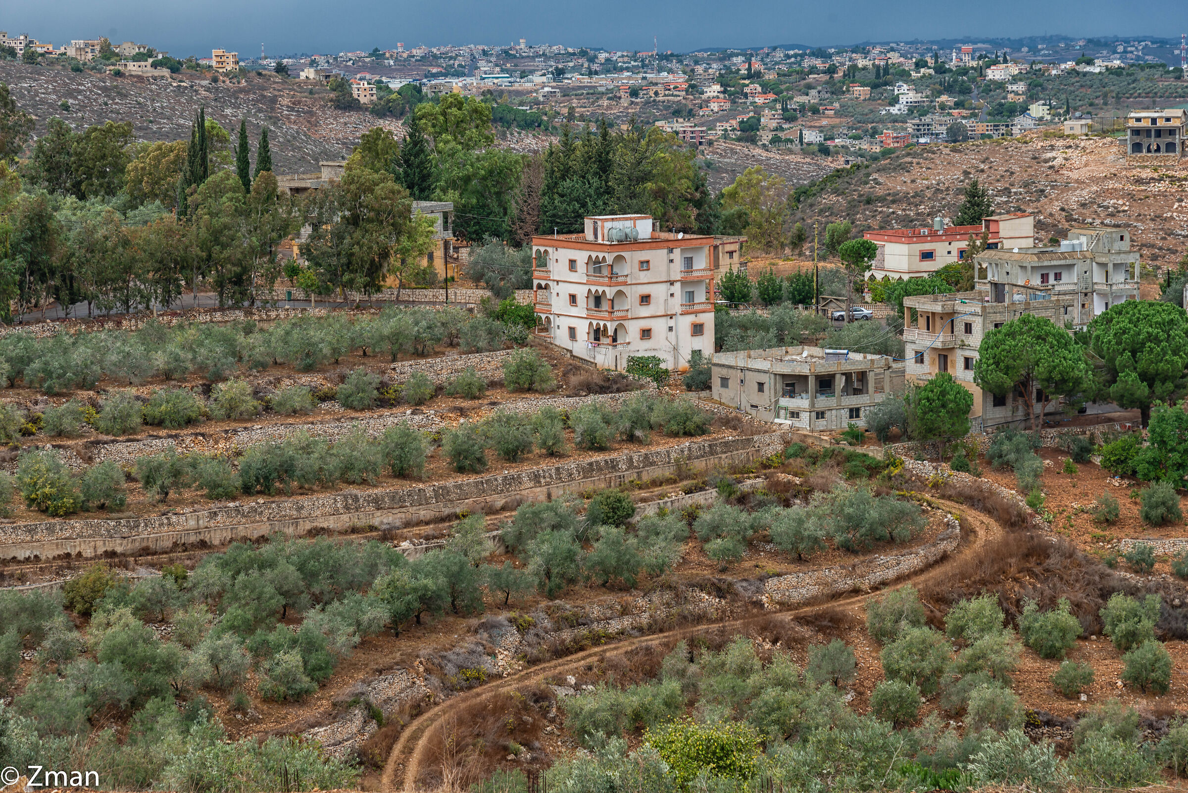Olive Fields