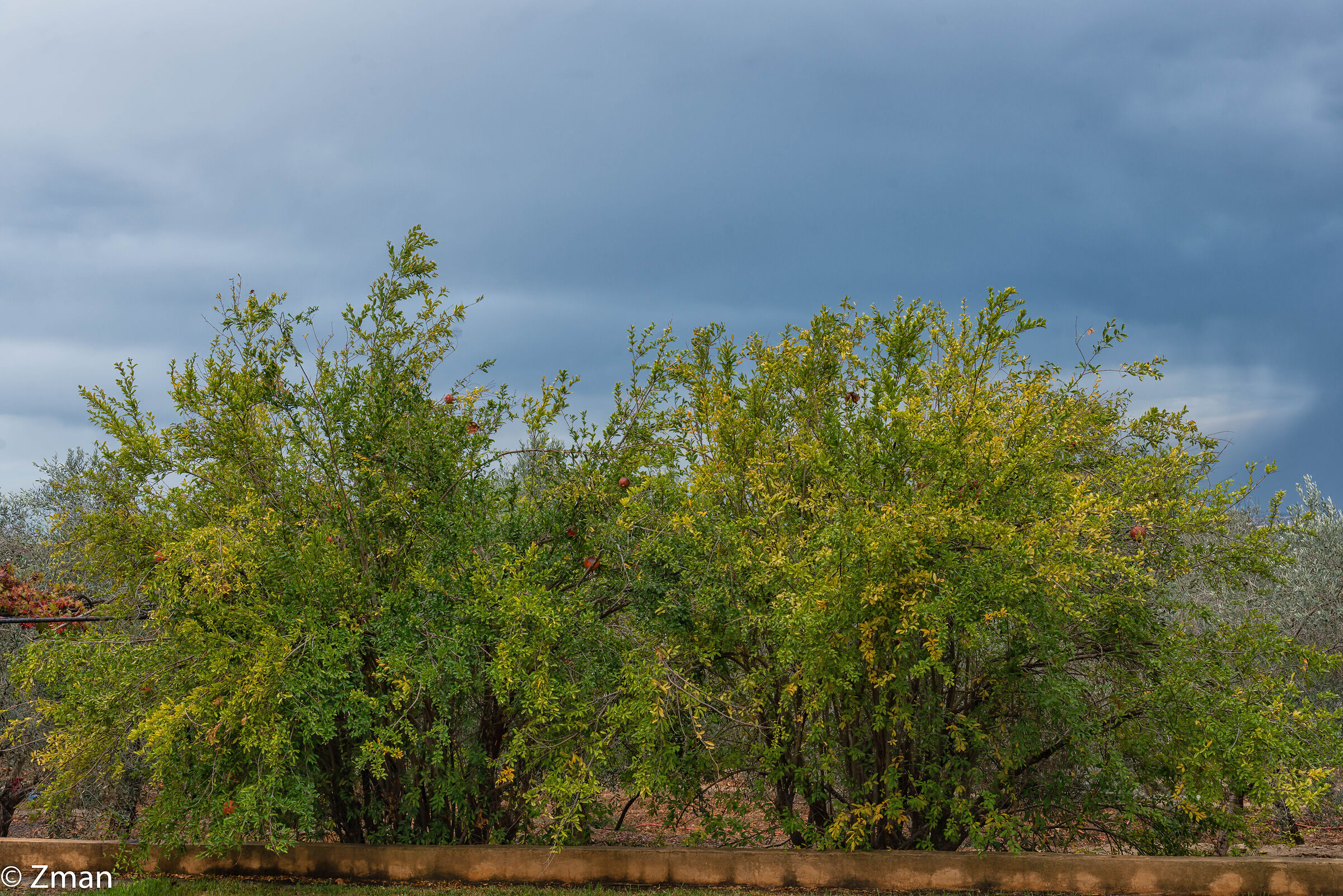 Pomegranate Trees