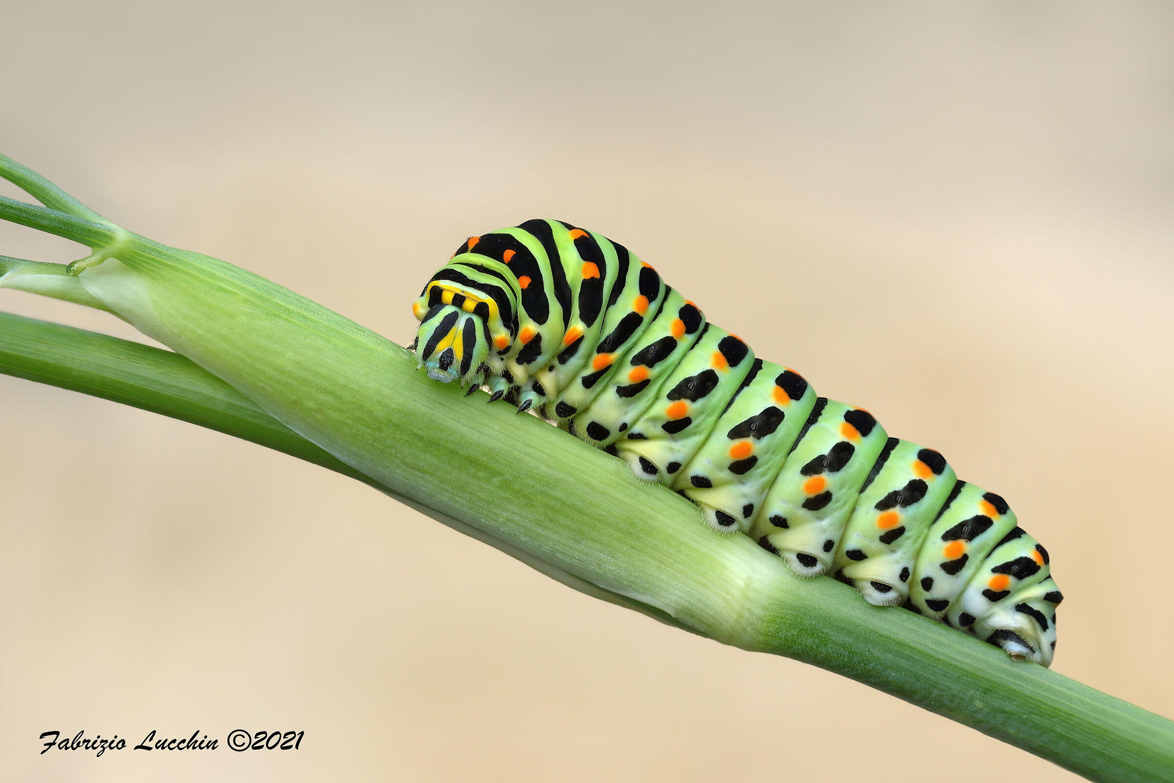 Bruco papilio machaon ultimo stadio