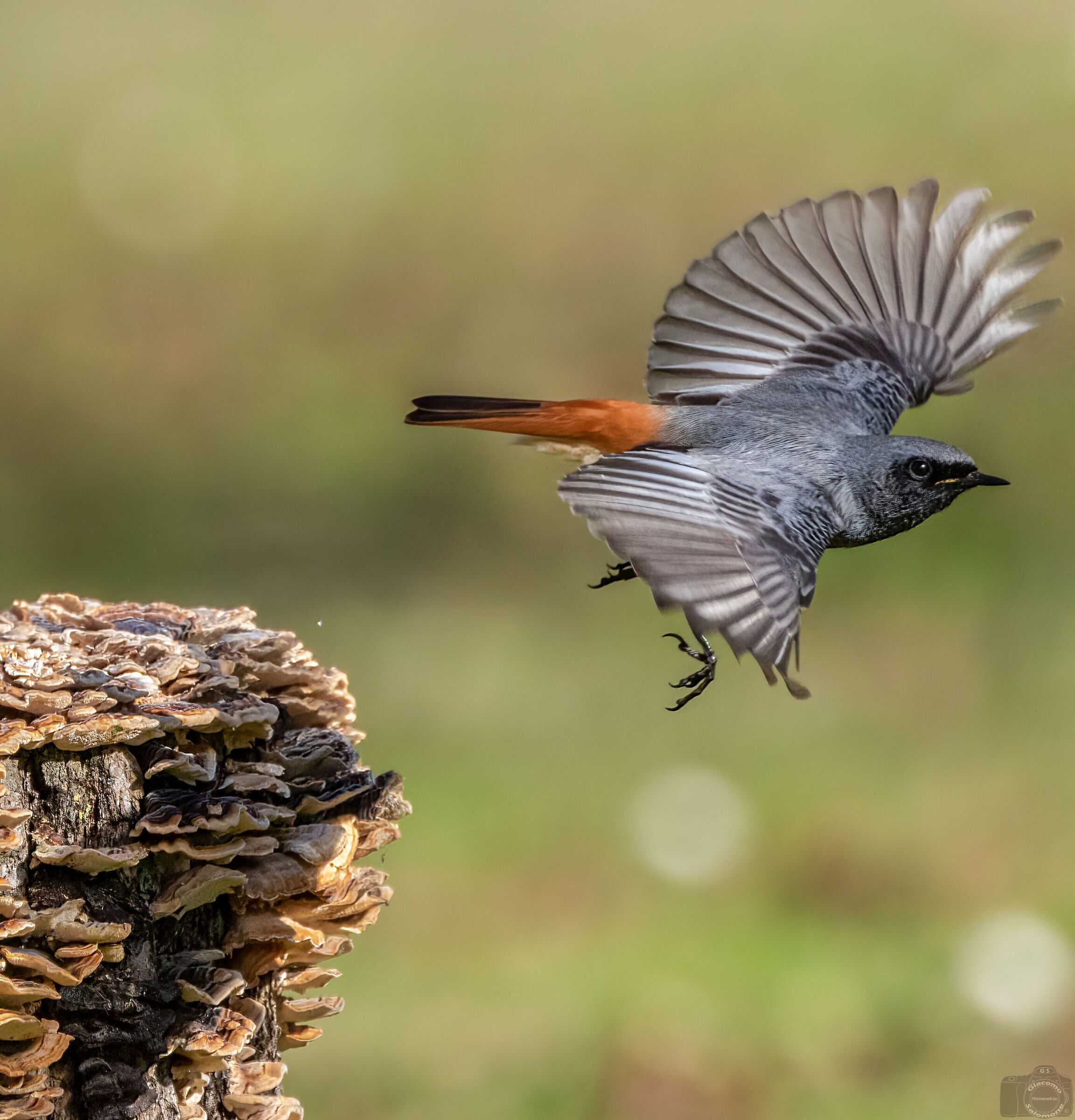 Black redstart