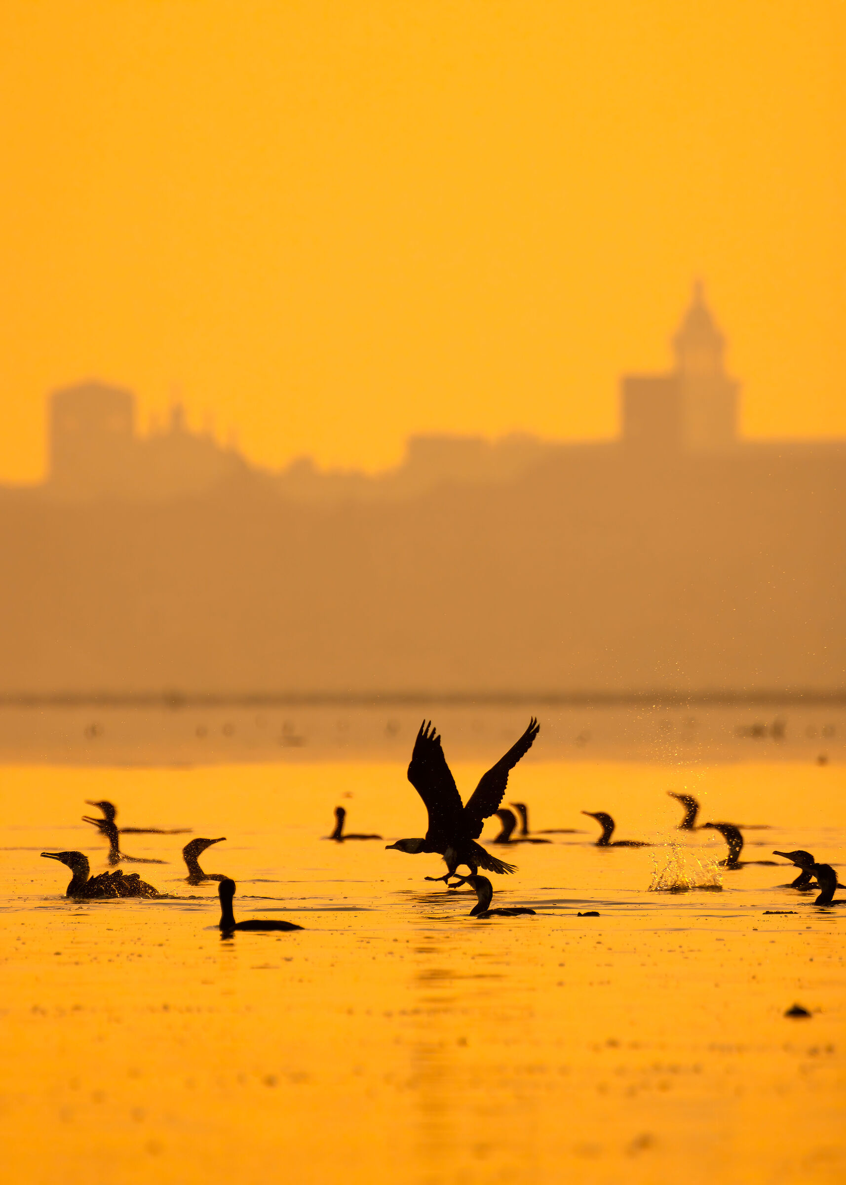 Cormorani sul Lago Superiore di MN