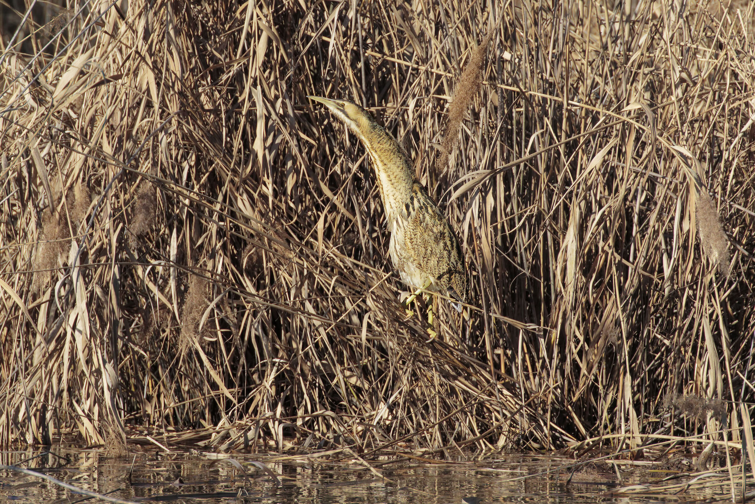 Nel suo territorio di caccia
