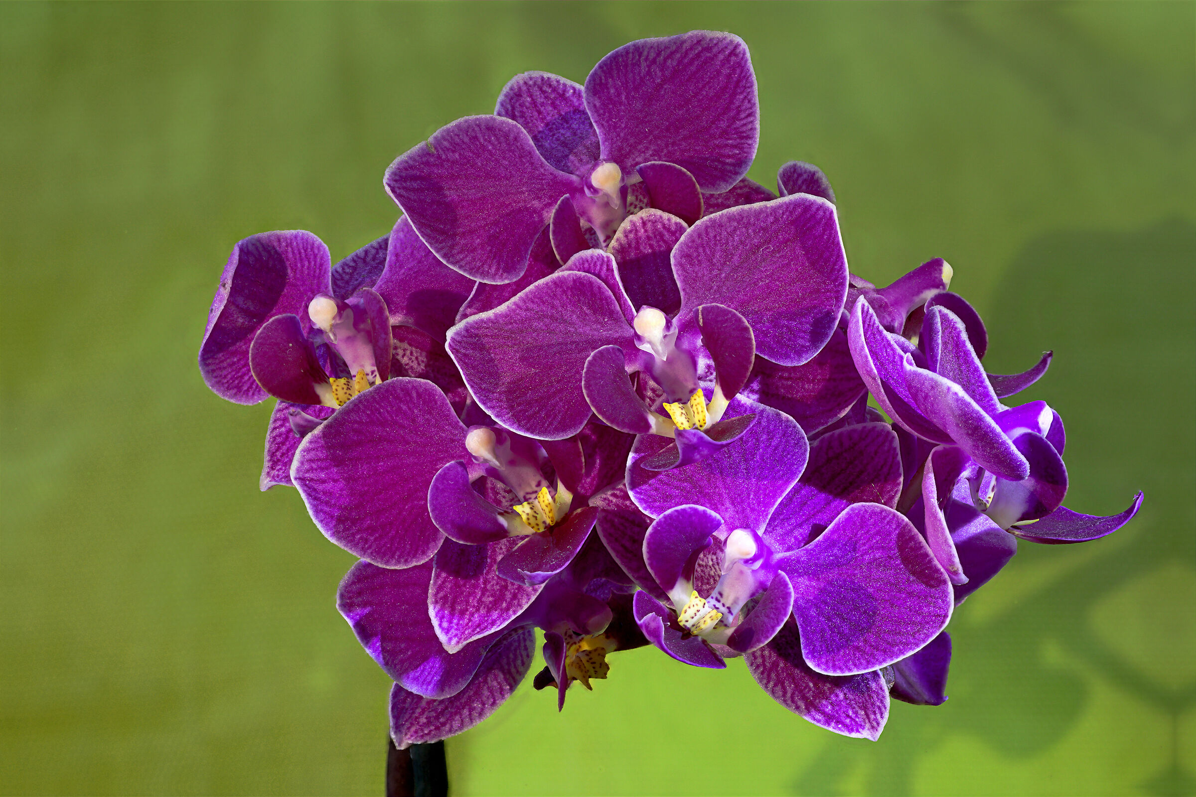 Focus stacking test - orchid edition