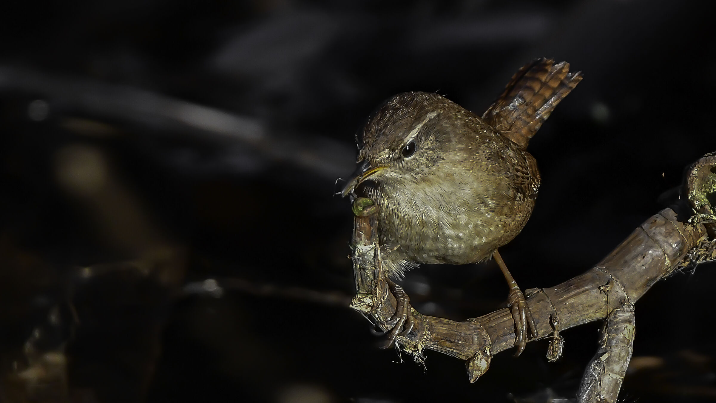 Scricciolo e la preda