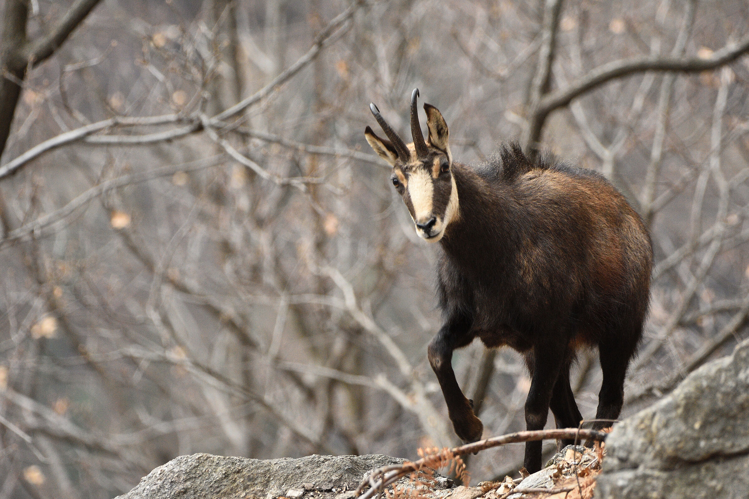 aspetta che arrivo......