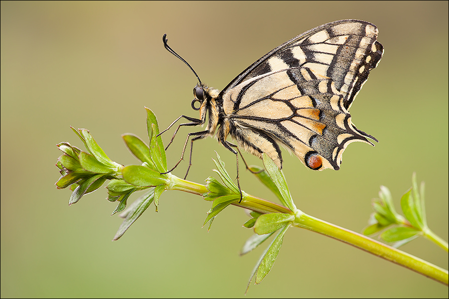 Simba, Il Re Macaone