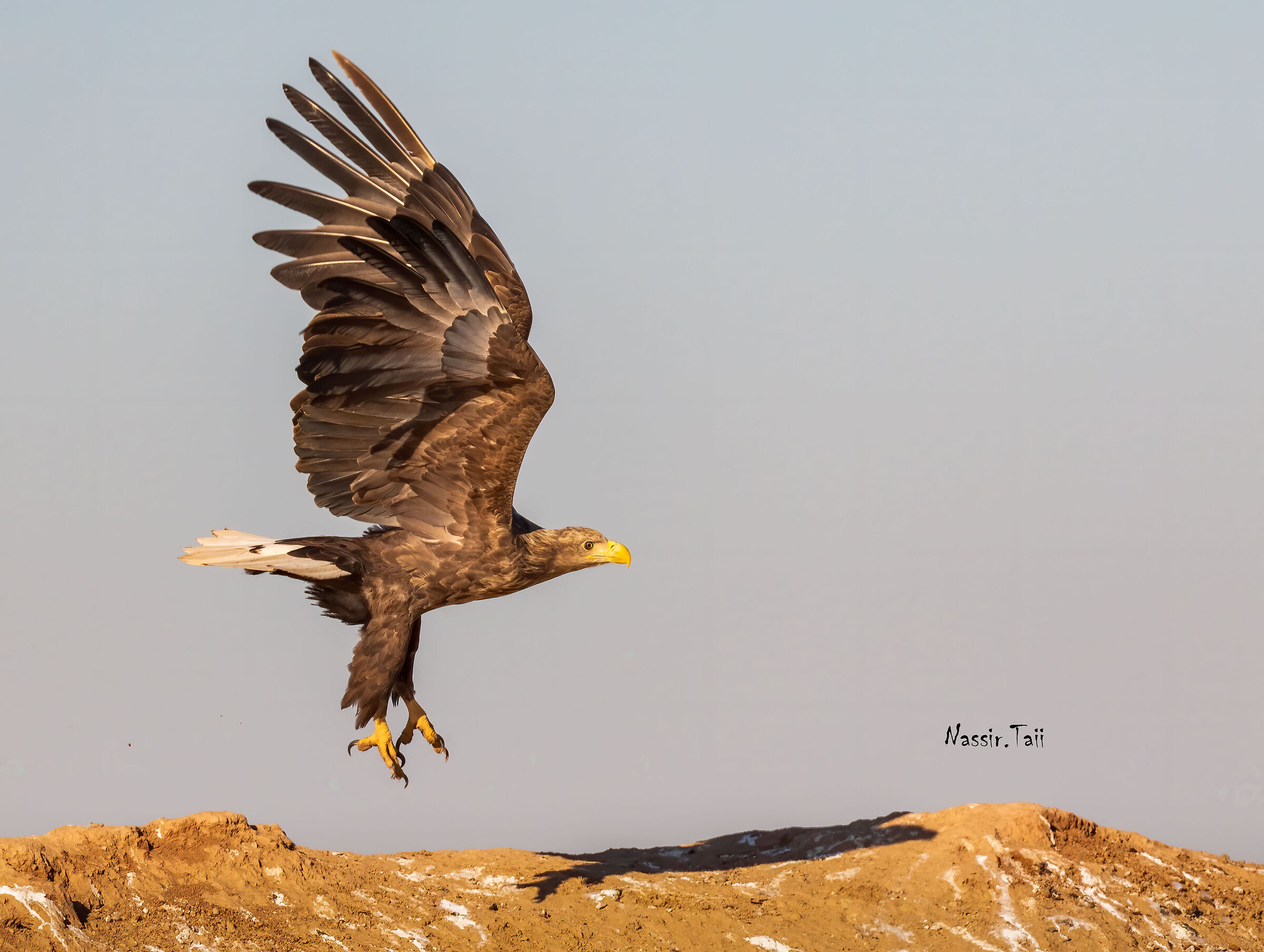 Aquila dalla coda bianca