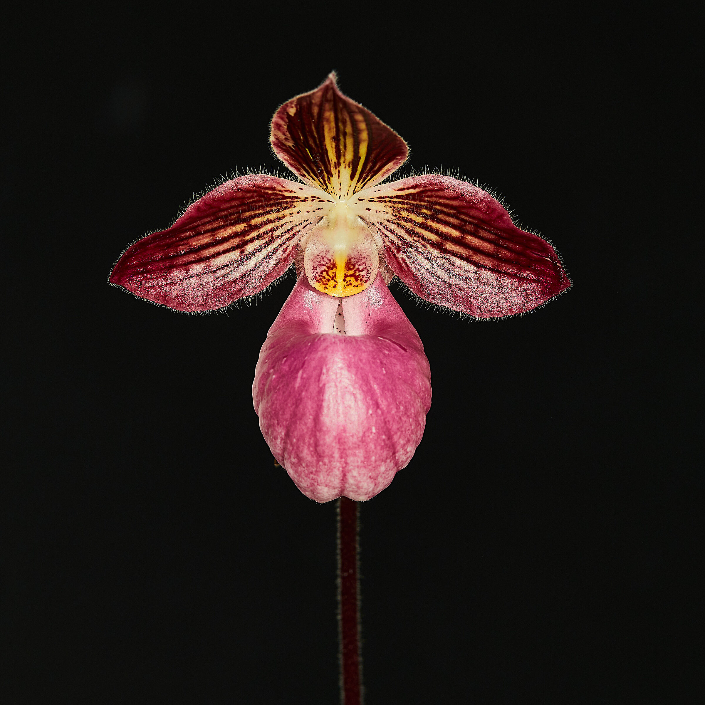 Paphiopedilum