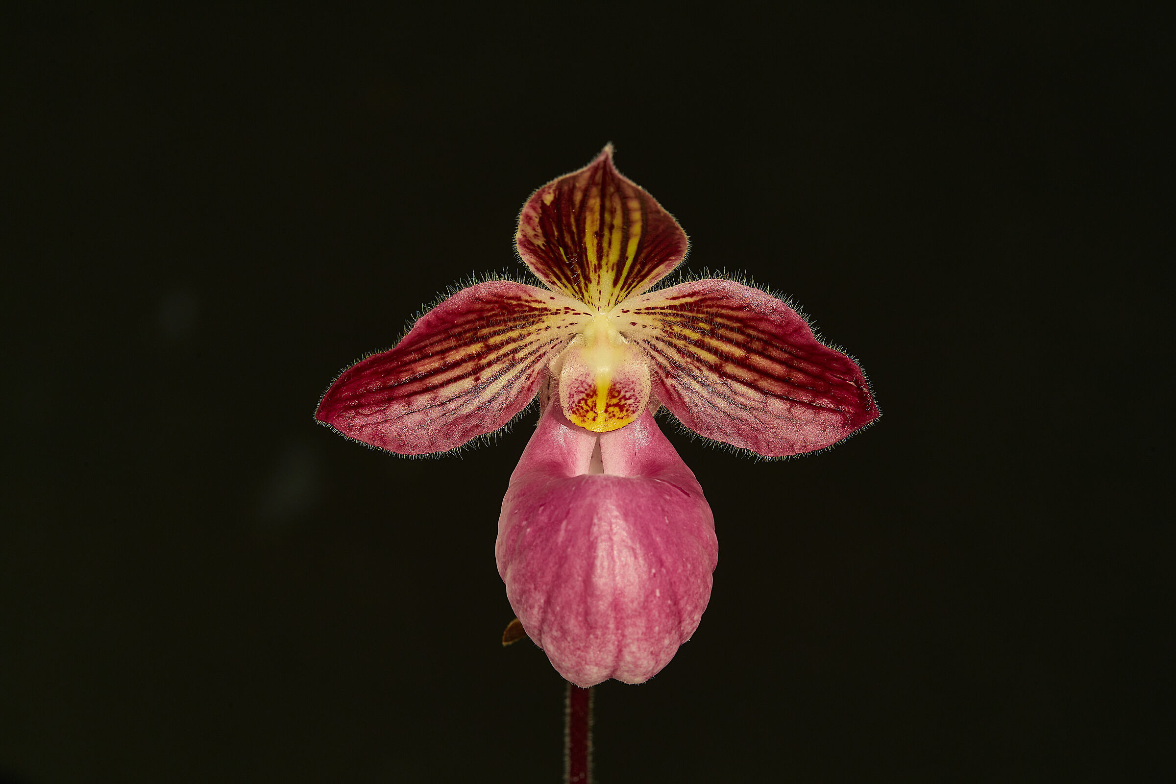 Paphiopedilum