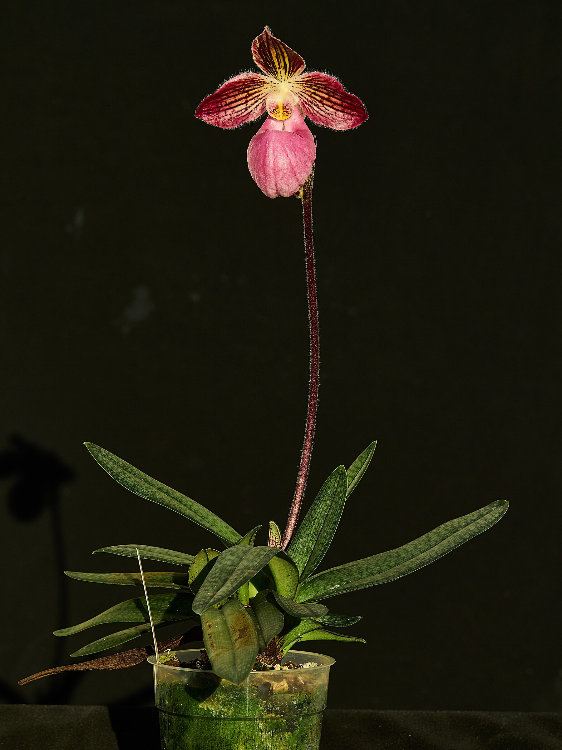 Paphiopedilum