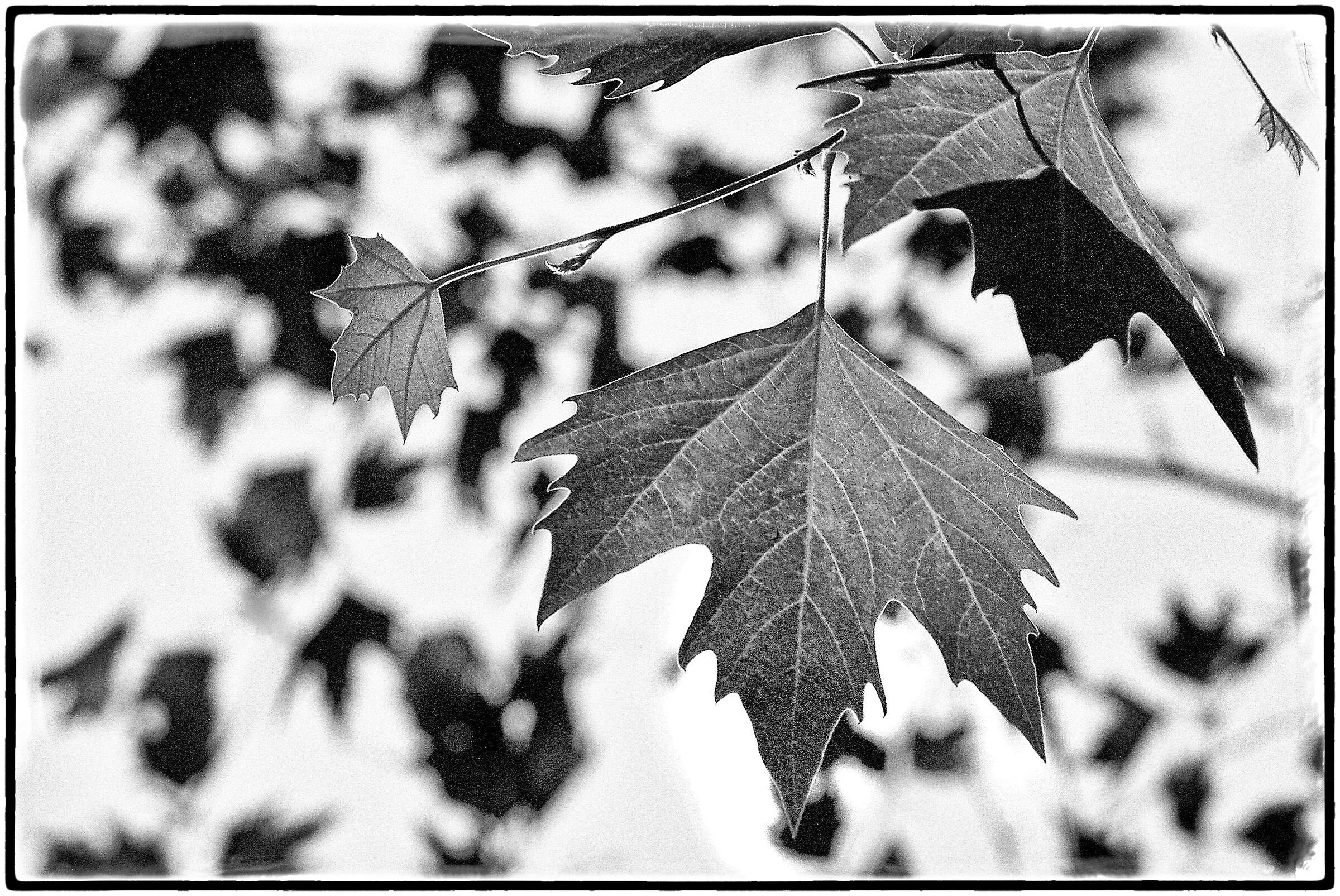 leaf - black and white