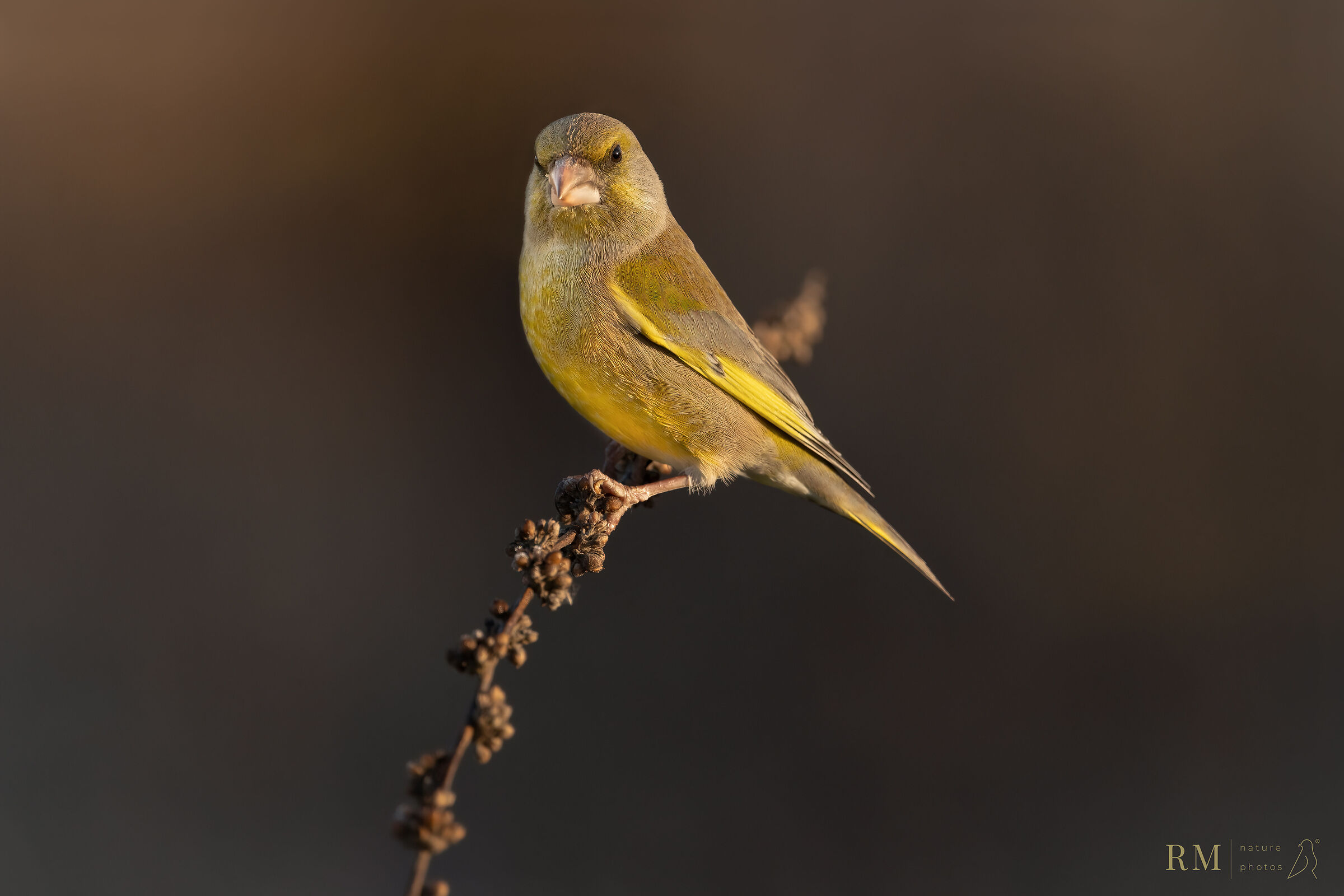 Greenfinch