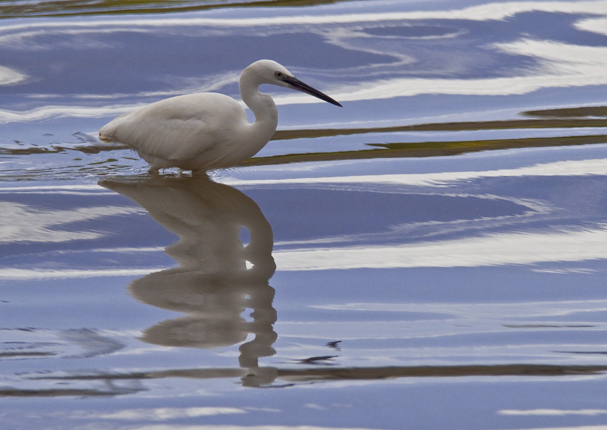 Egret