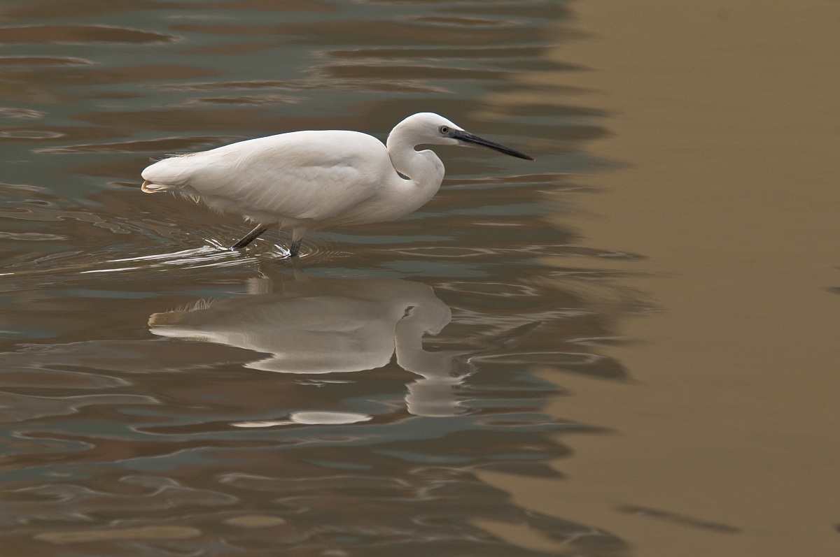 Egret at sunset