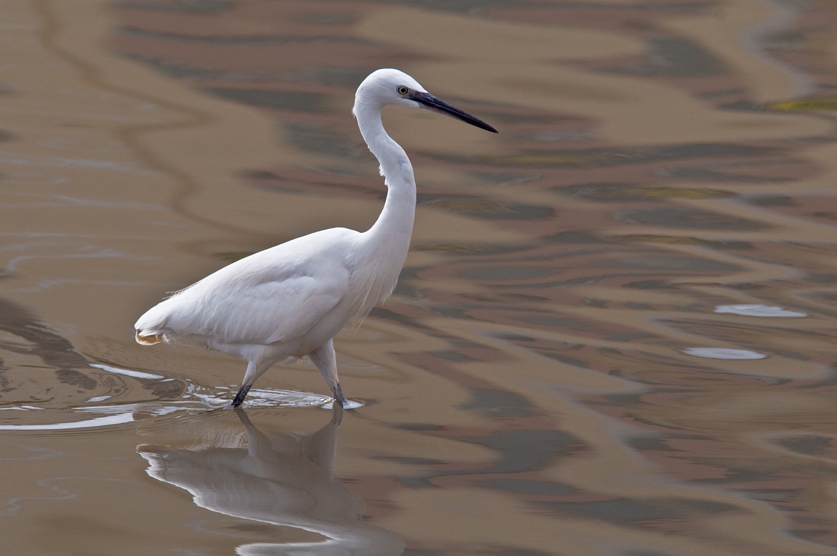 Egret at sunset