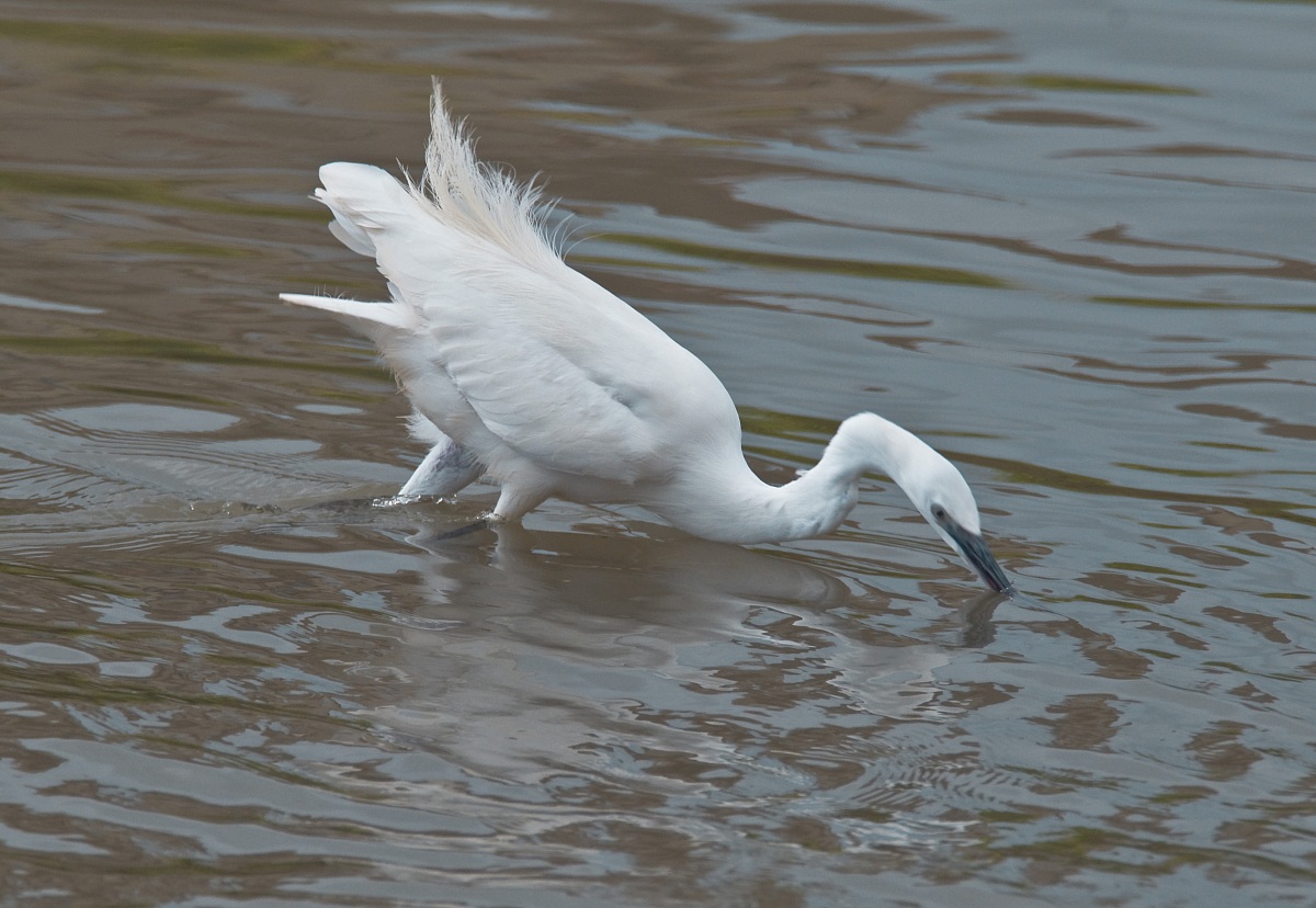Egret fishing in