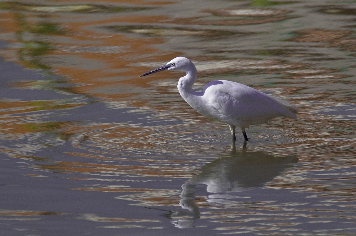 Egret with reflection