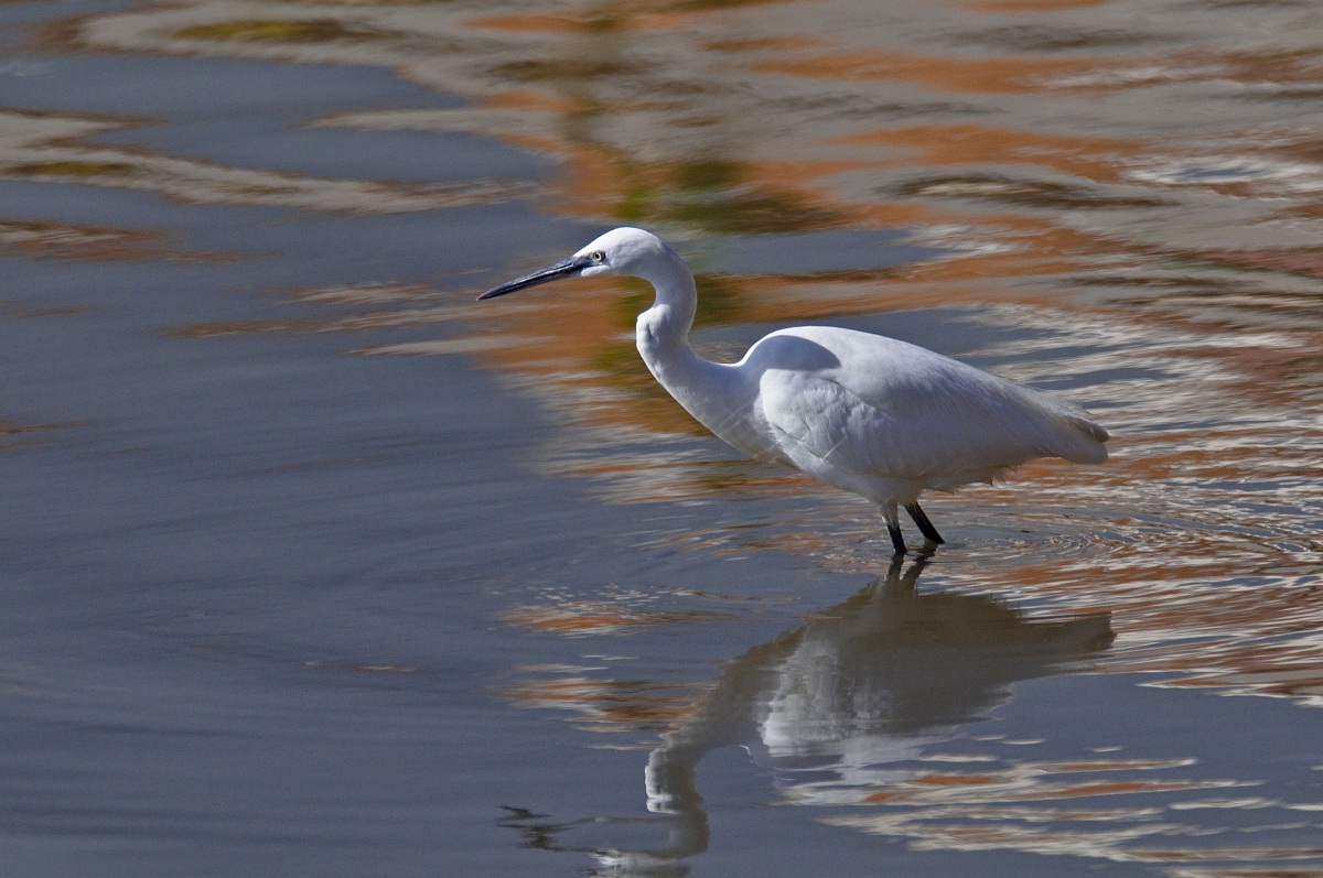 Egret with reflection