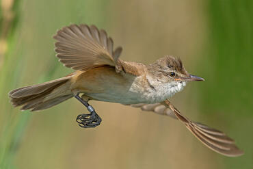 Acrocephalus arundinaceus
