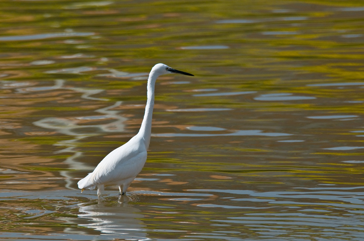 Egret at sunset