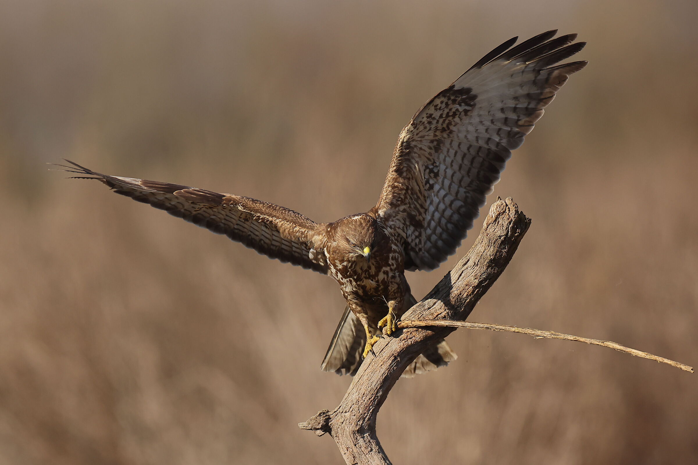 Danza di corteggiamento