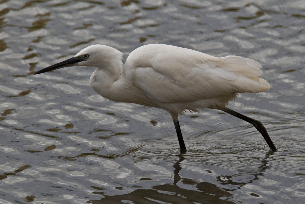 Egret