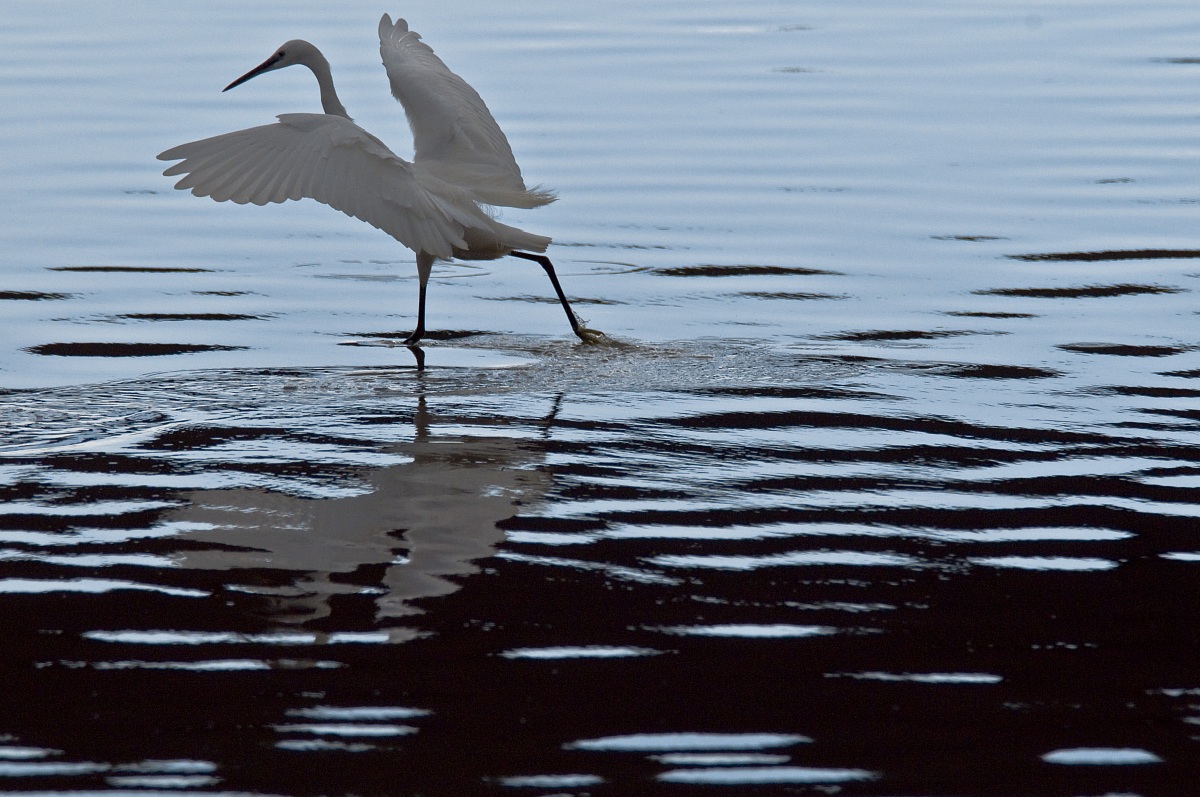 Egret fishing in