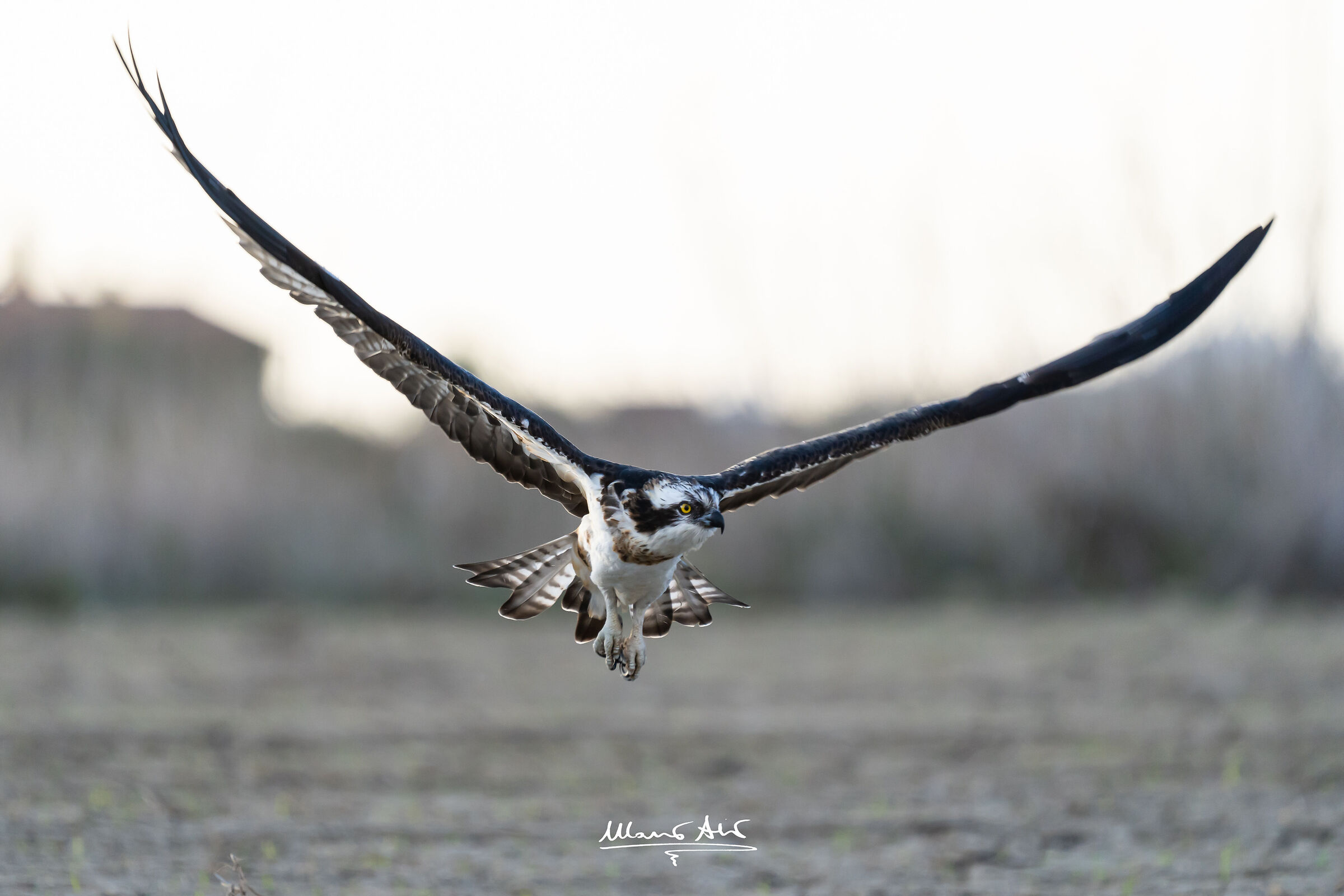 Falco pescatore