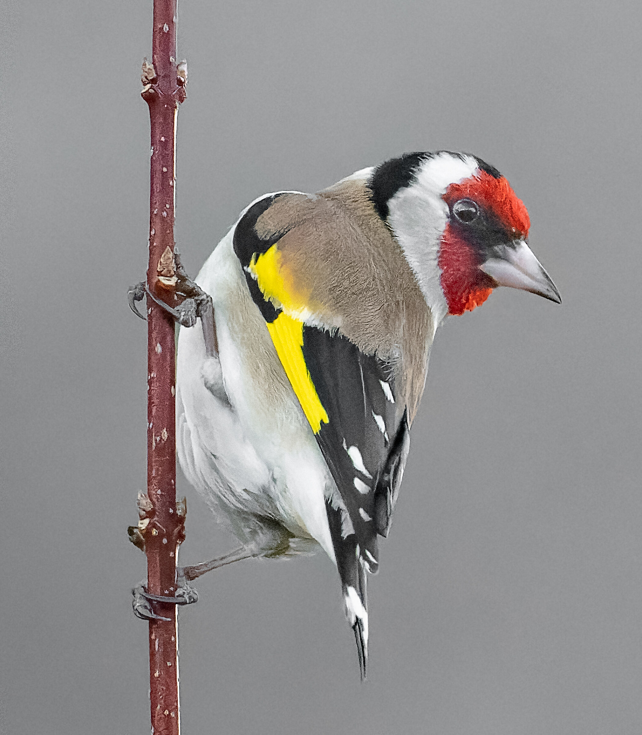 Goldfinch posing