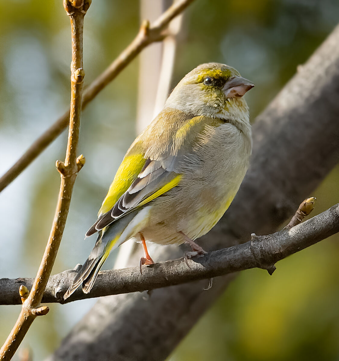 Greenfinch