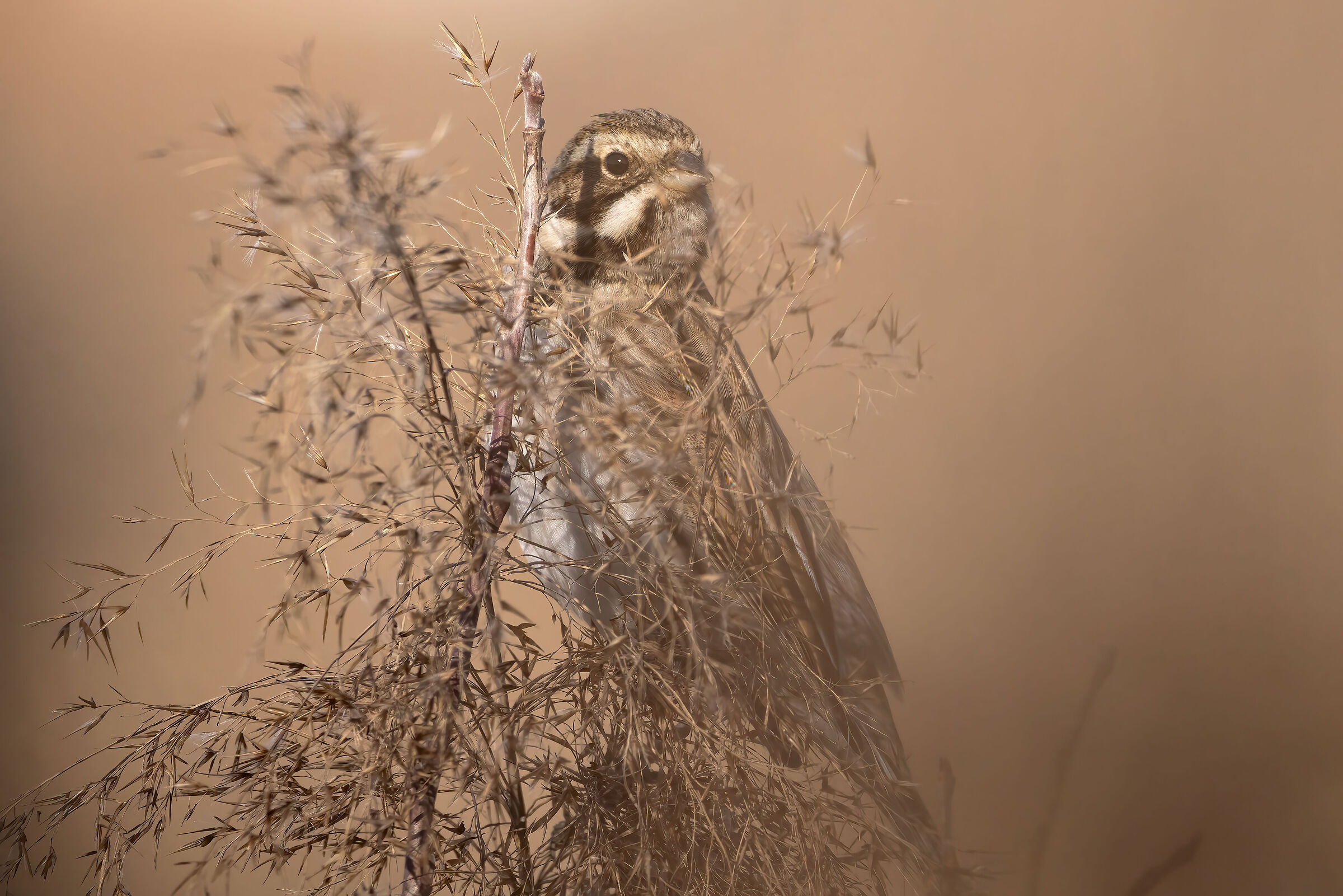 Migliarino of marsh at first light