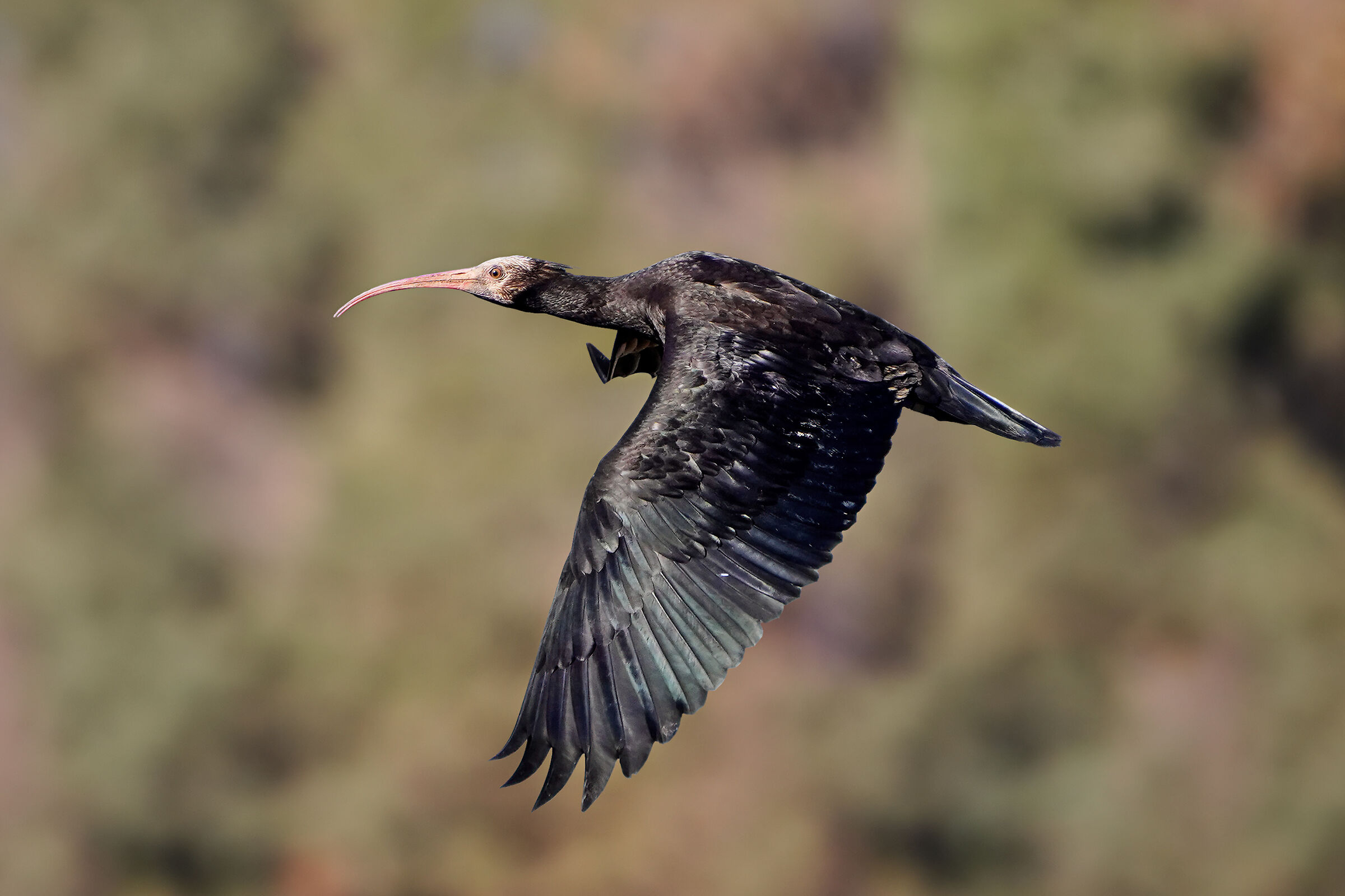 Hermit ibis
