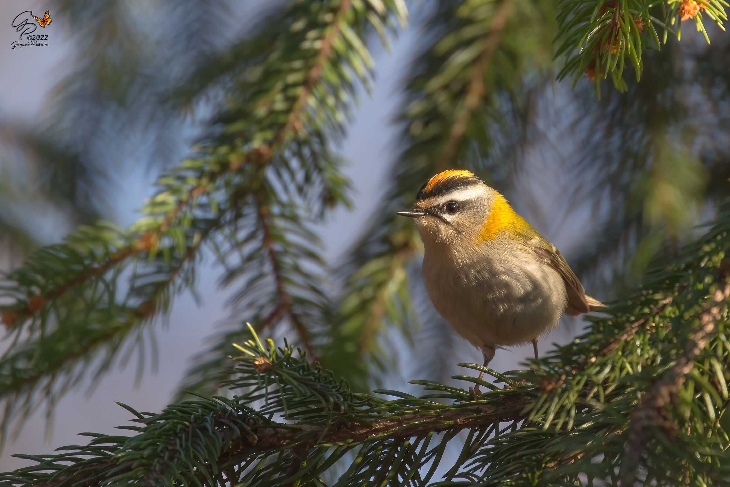 Passeggiando nel bosco