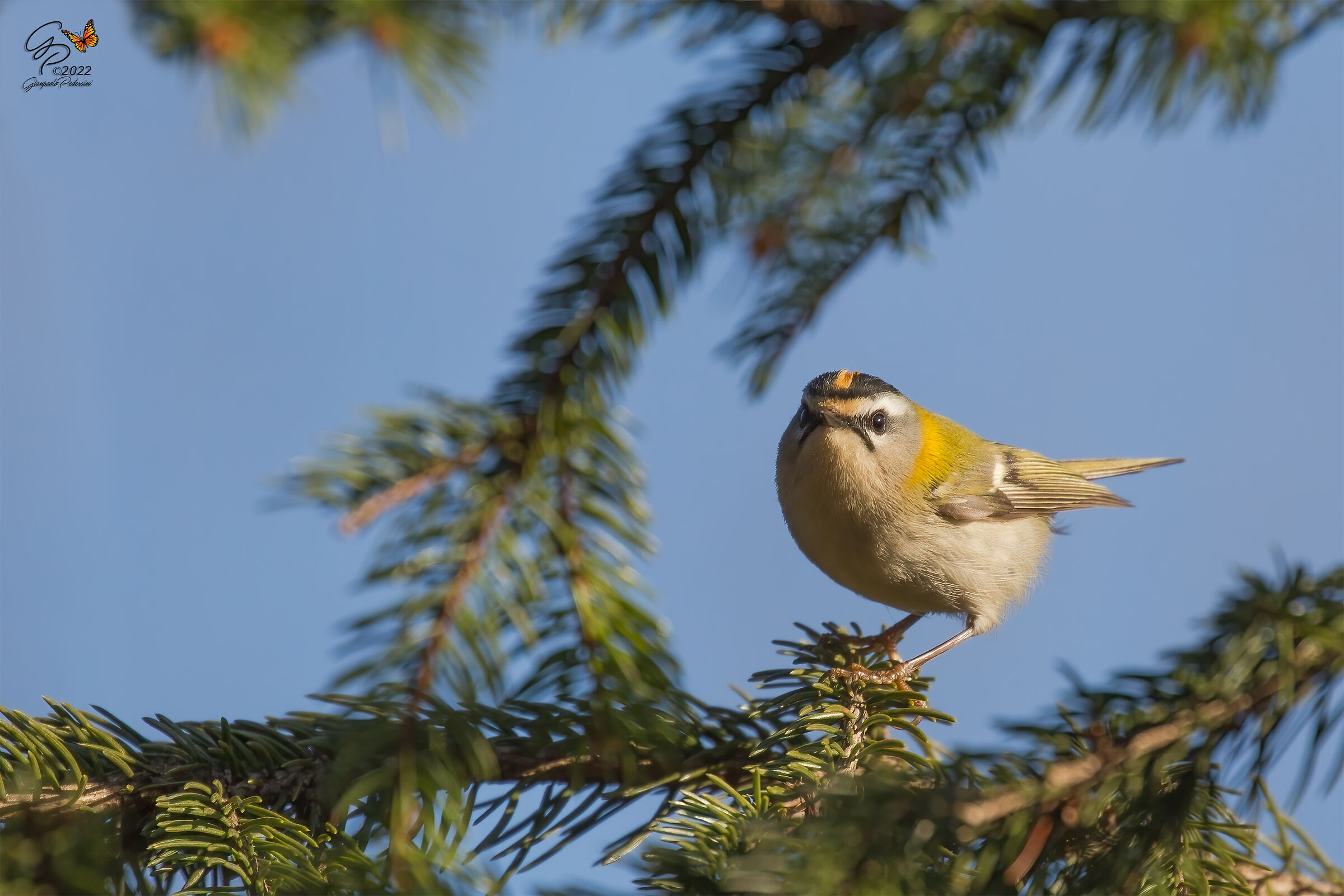 Passeggiando nel bosco 2
