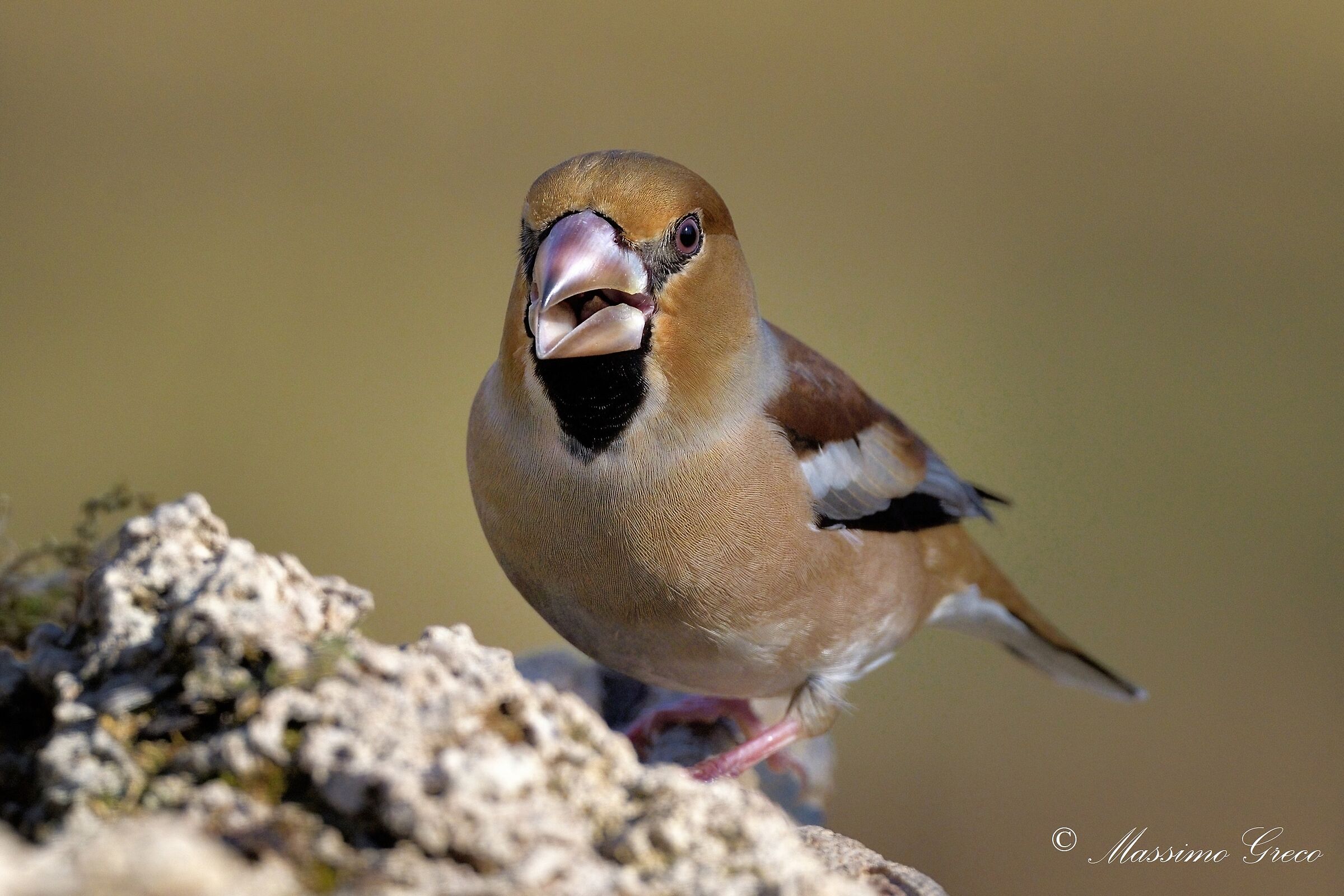 Hawfinch
