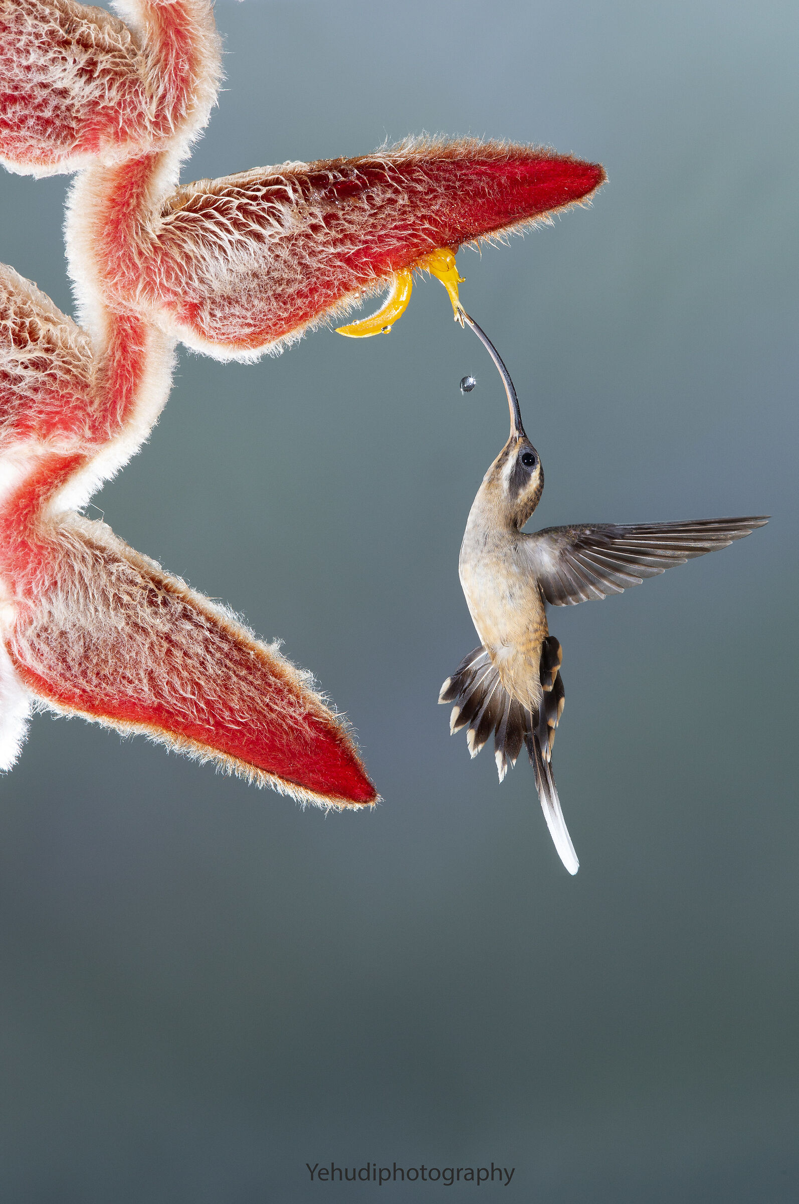 Eremita dal becco lungo
