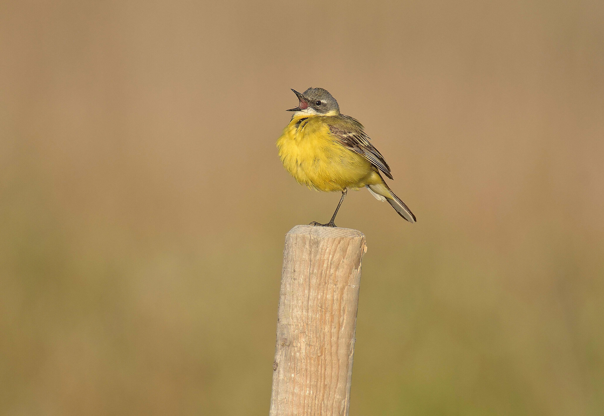 Wagtail