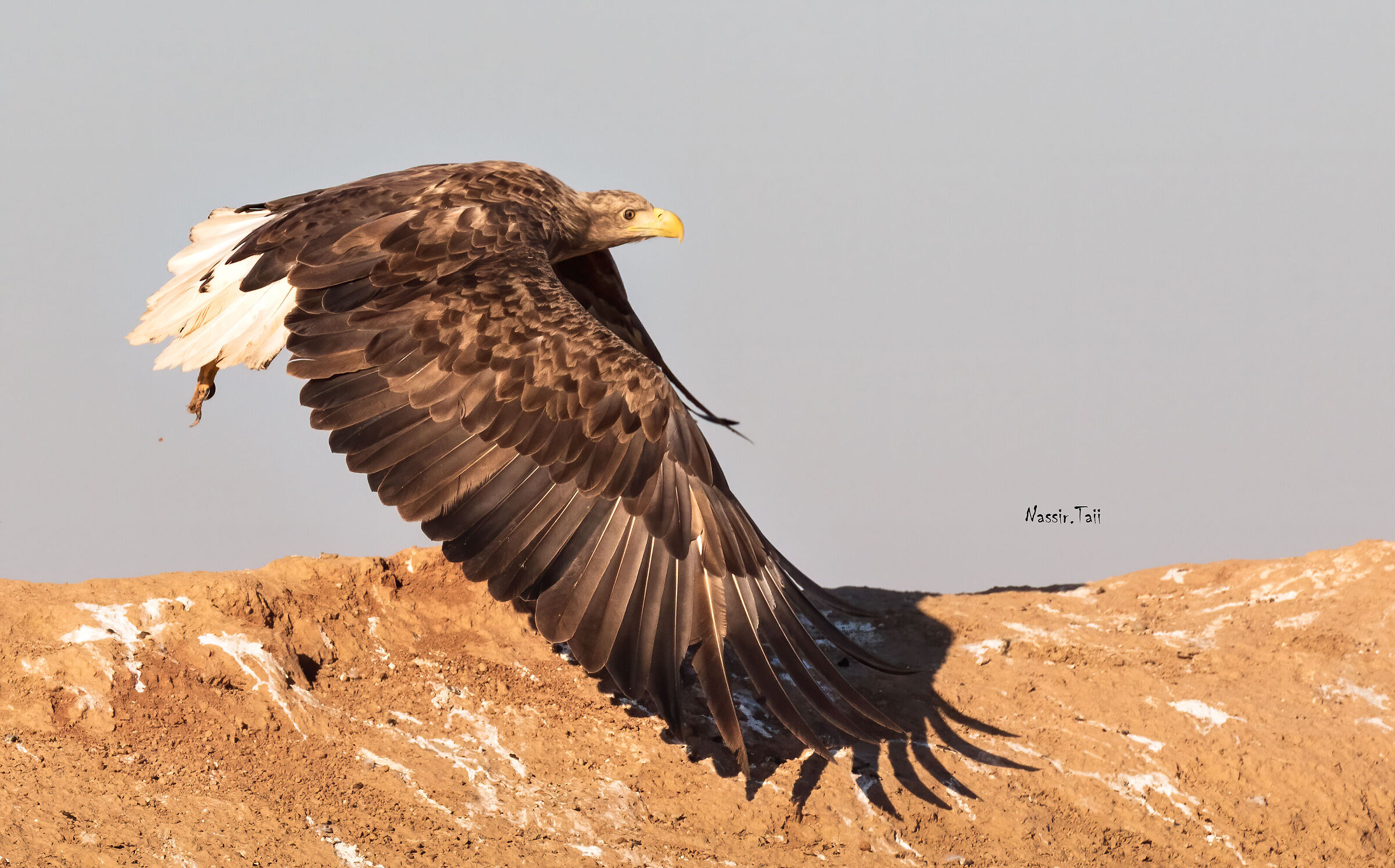 Aquila dalla coda bianca