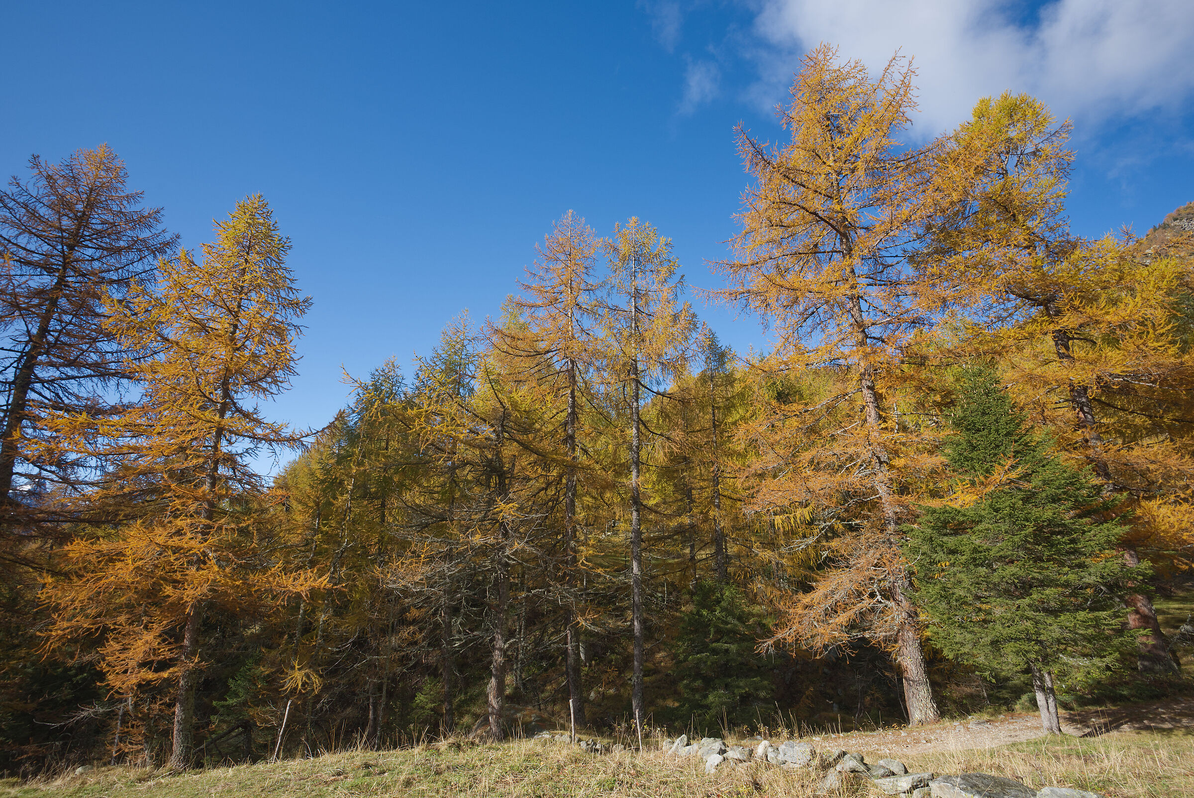 autunno 2020 Valdivedro