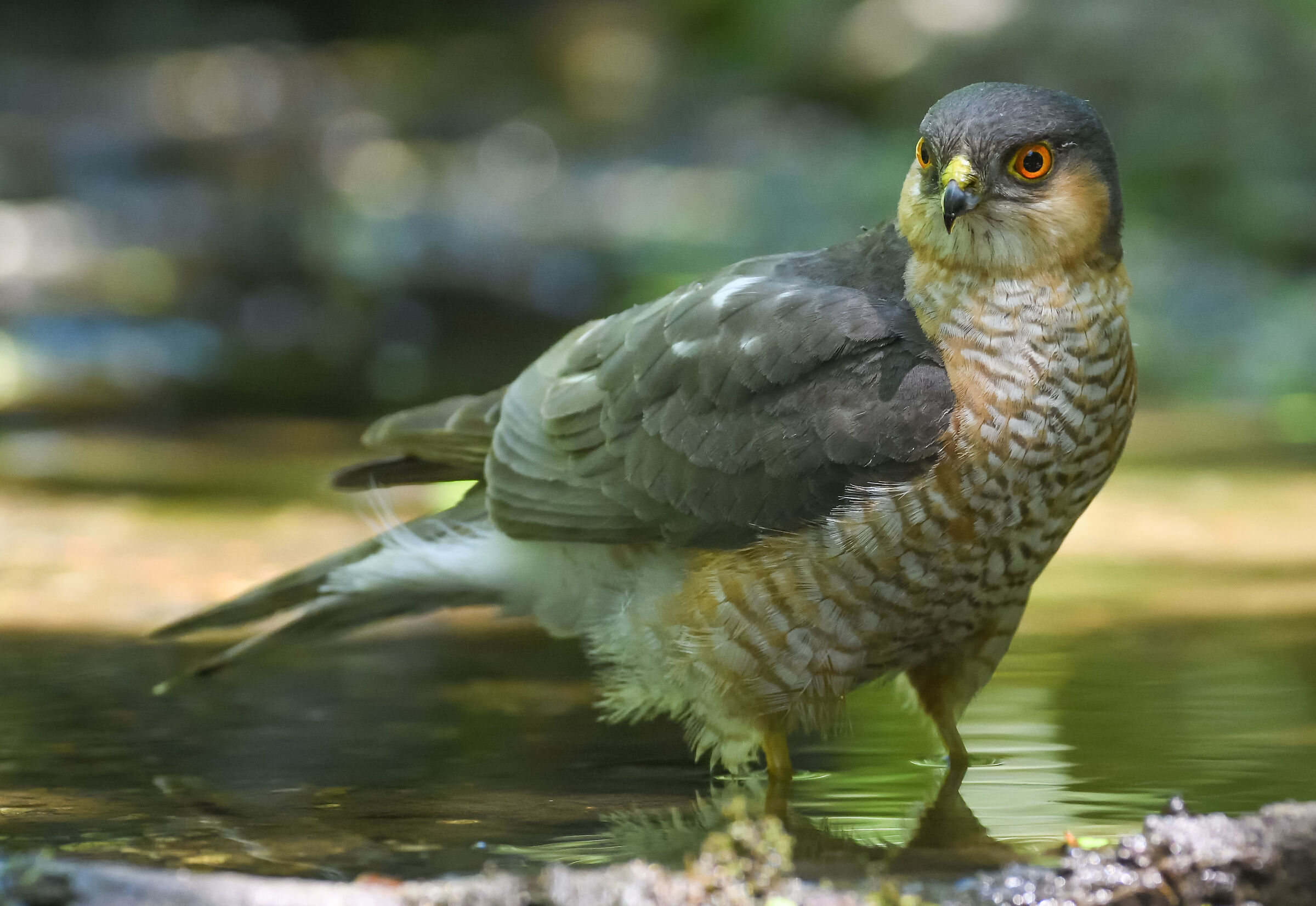 sparrowhawk