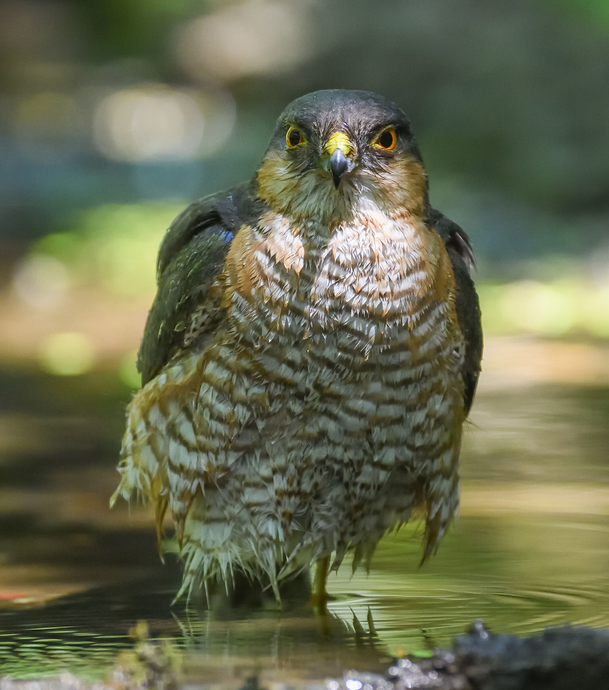 sparrowhawk