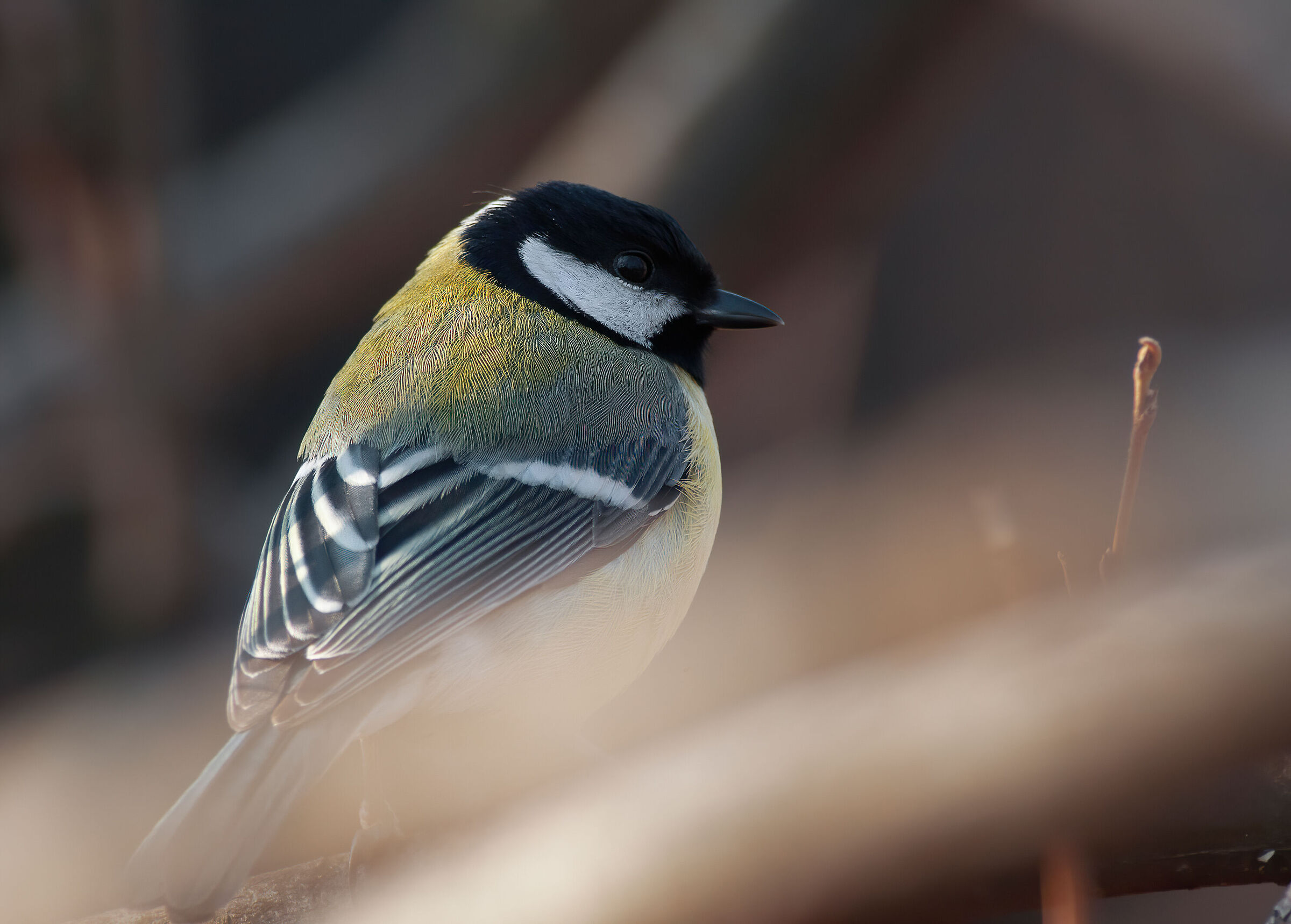 Great tit
