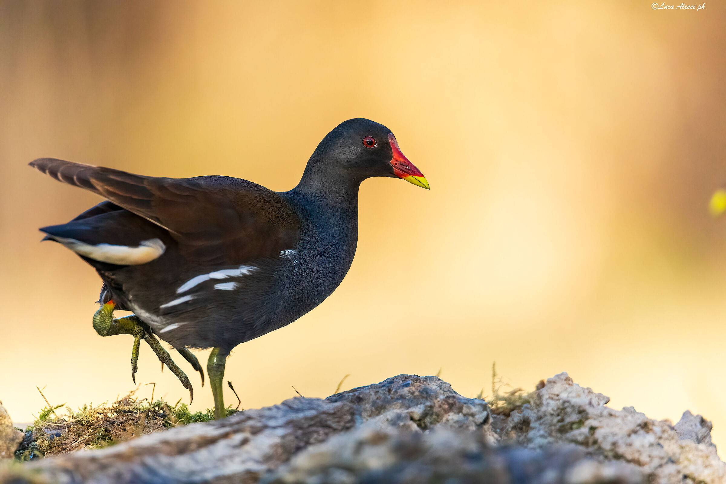 Moorhen