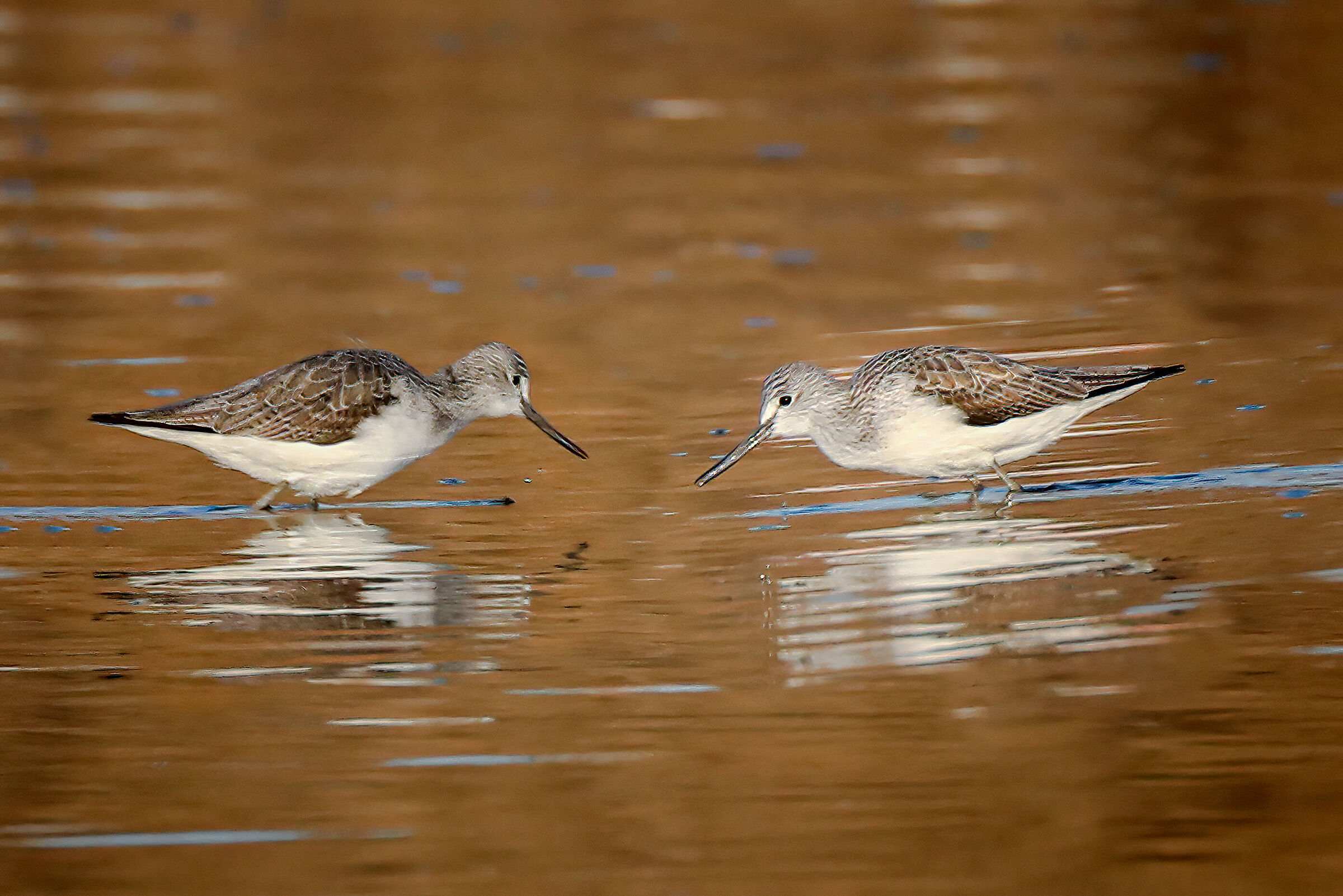 Greenshank