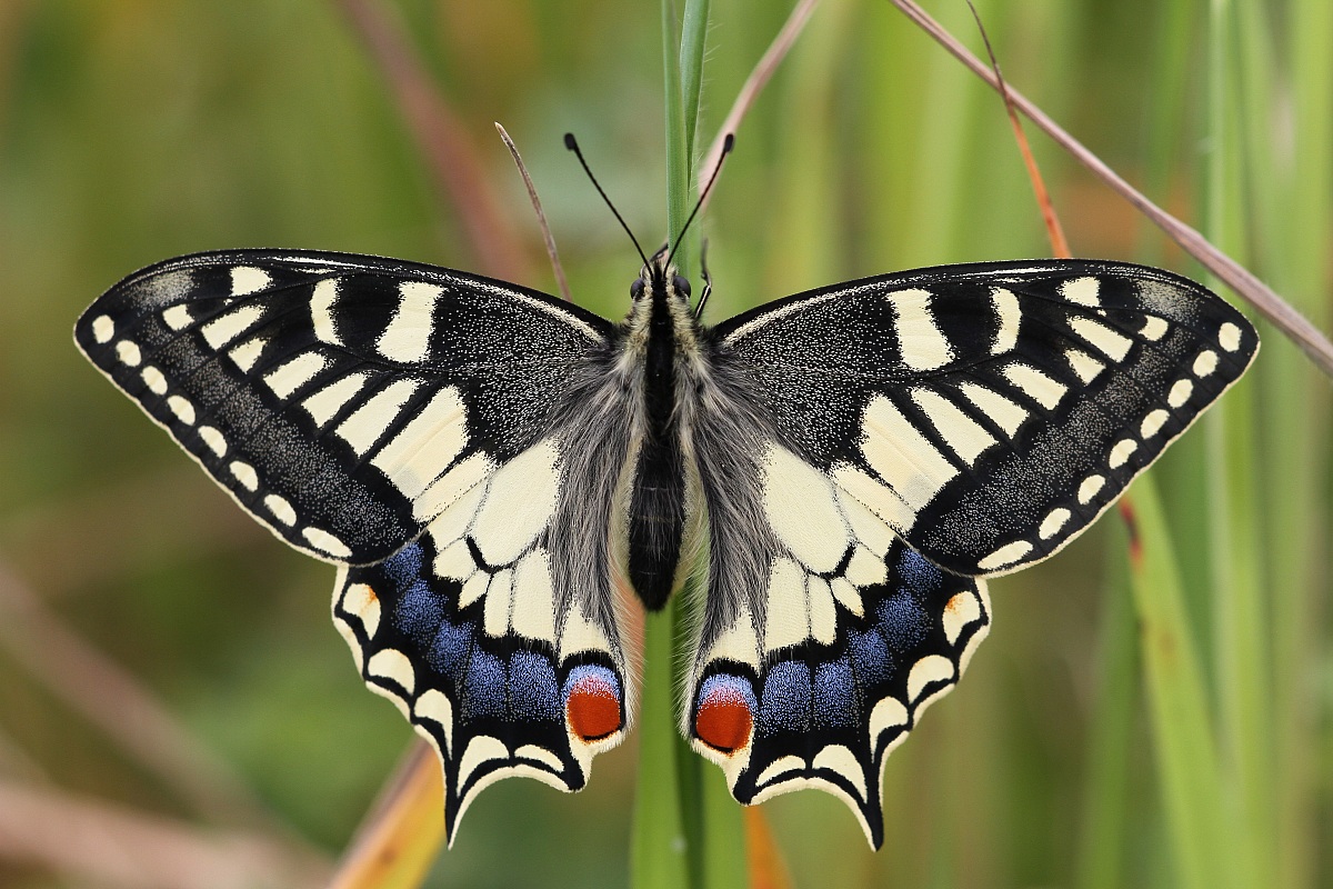 Farfalla di Macaone '13