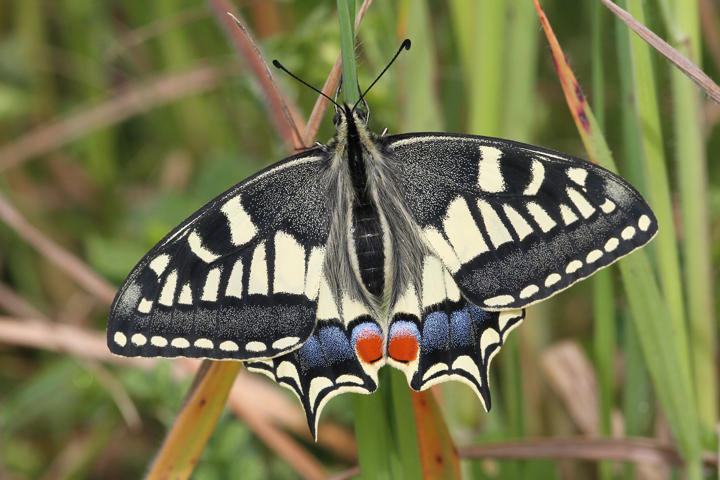 farfalla di macaone 2013