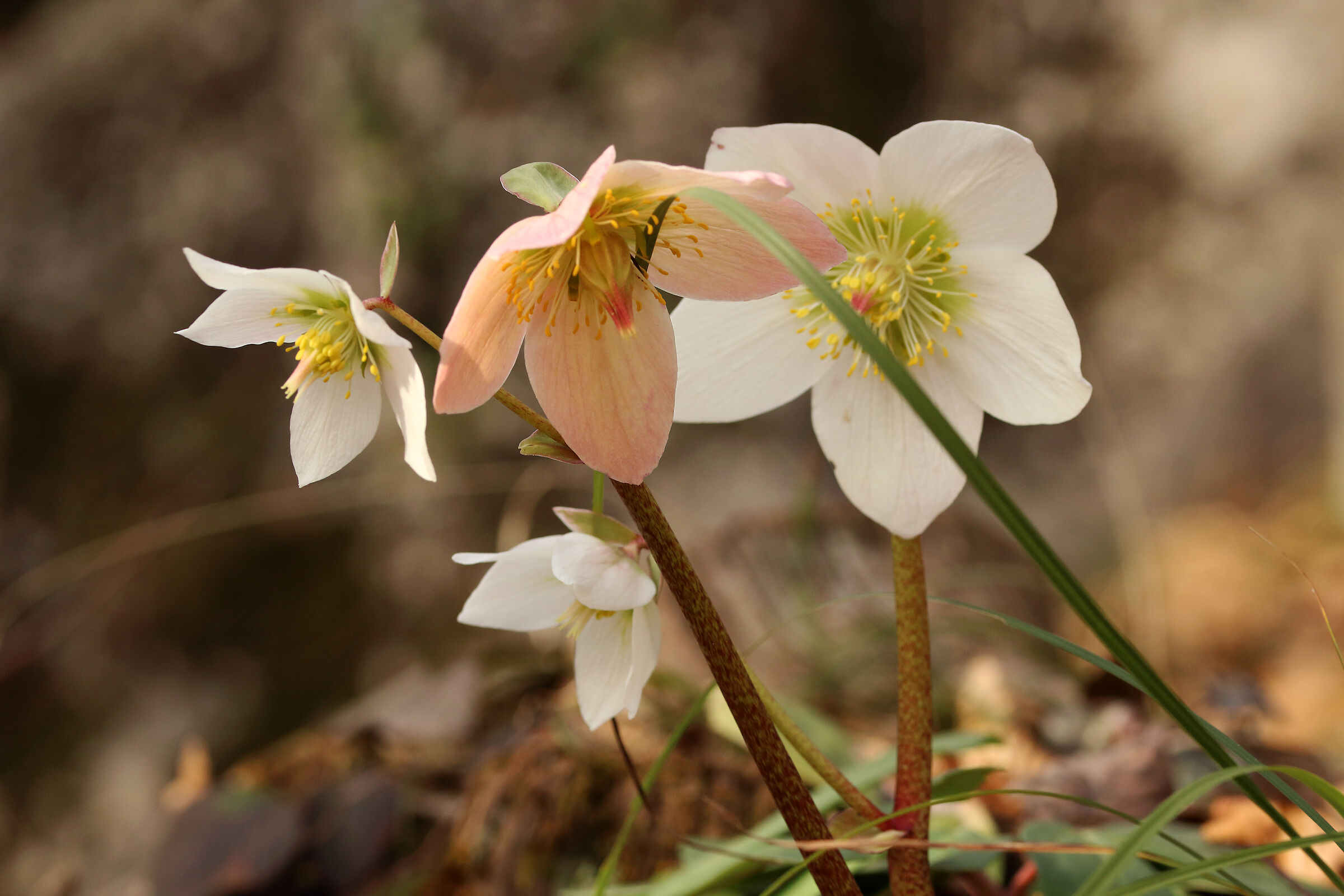 hellebores of my forest