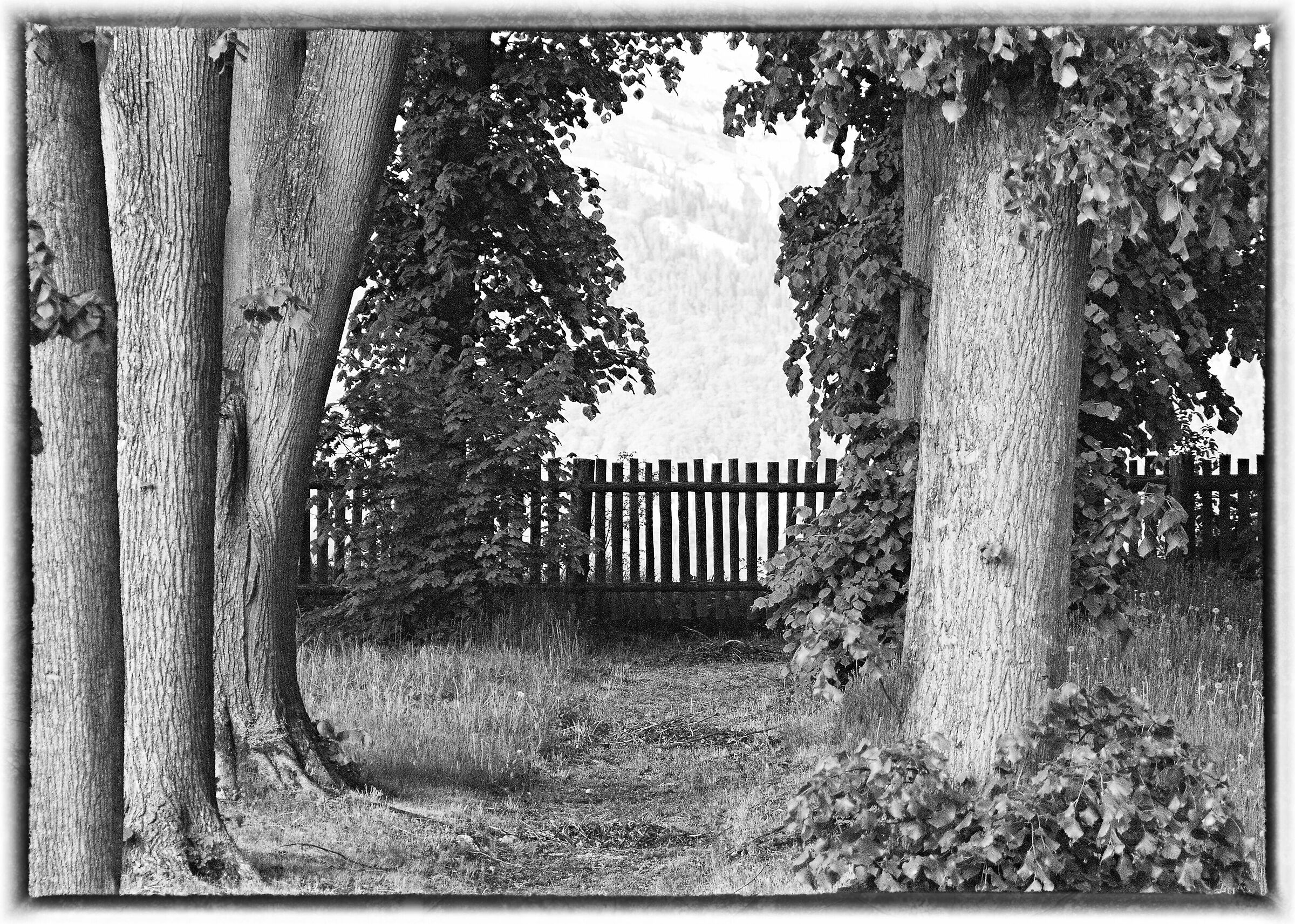 garden - black and white