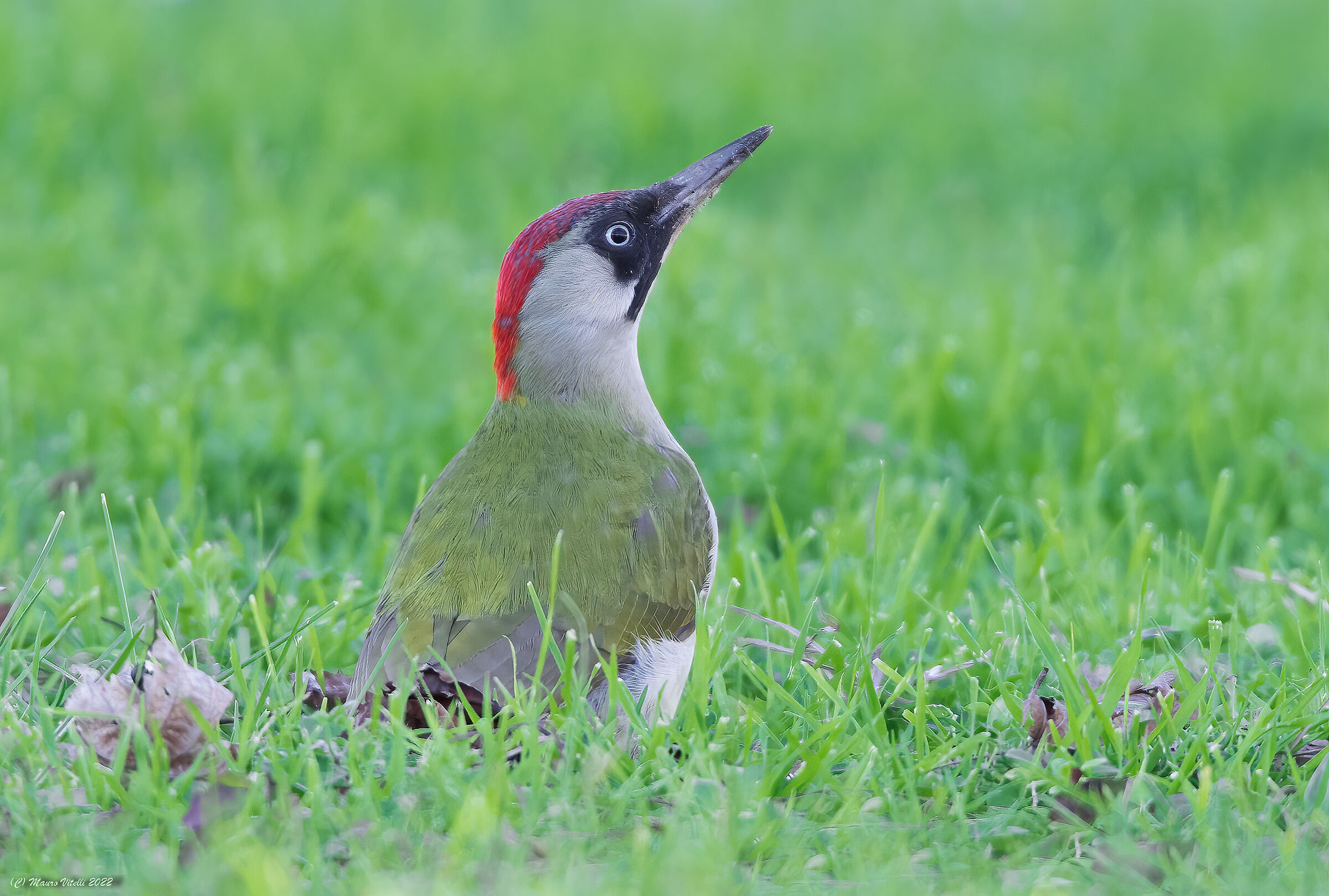 Green woodpecker (Picus virdis) female